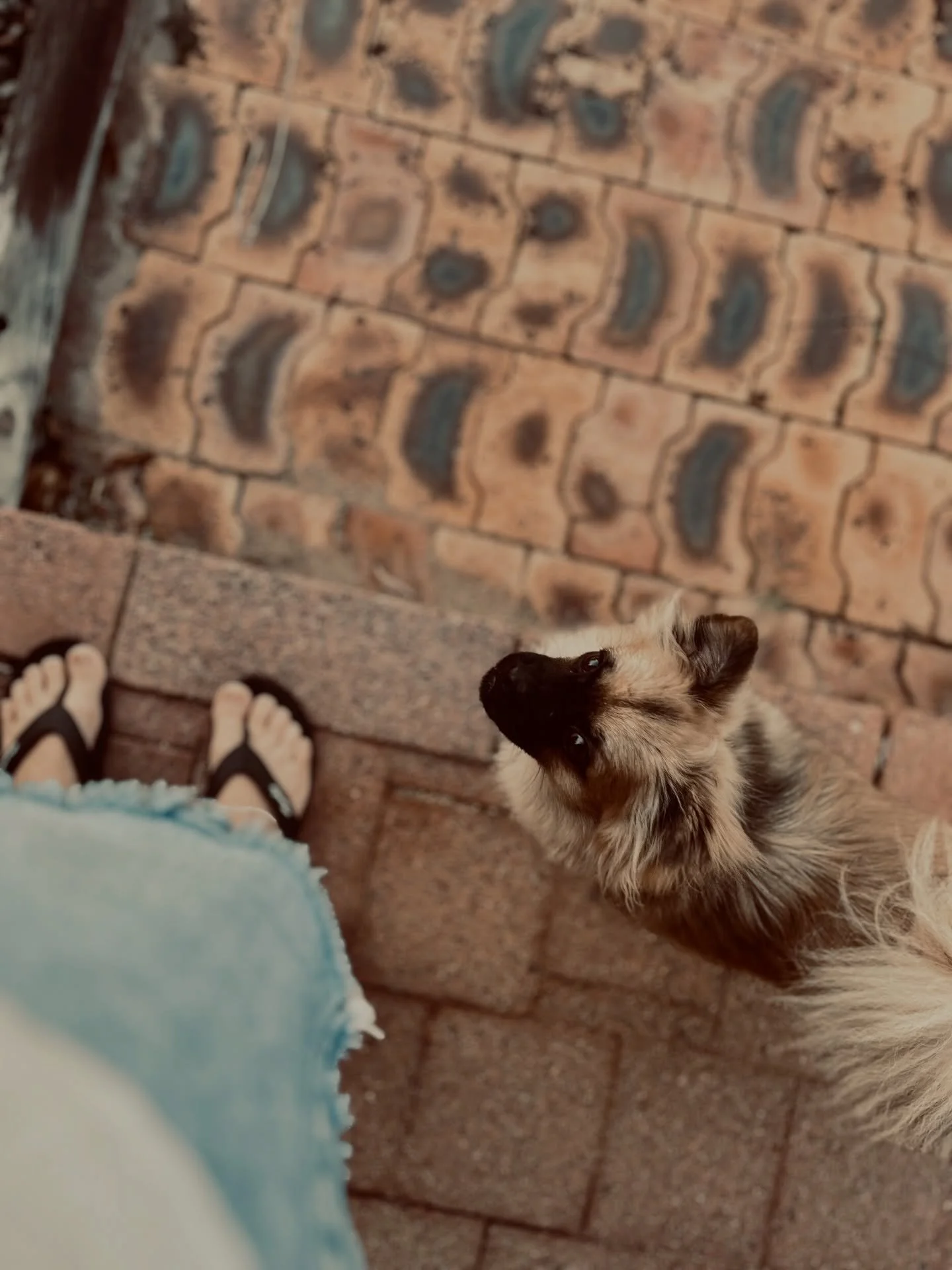 Still throwing myself into writing. Still fuelled by tea. ☕ Still supervised by fluffballs. 🐾 Win a spooky book pack &rarr; link in bio🎁
.
.
.
#WriterLife #WritingCommunity #SpookyBooks #BookGiveaway #MondayMotivation Painting by the talented @nenv