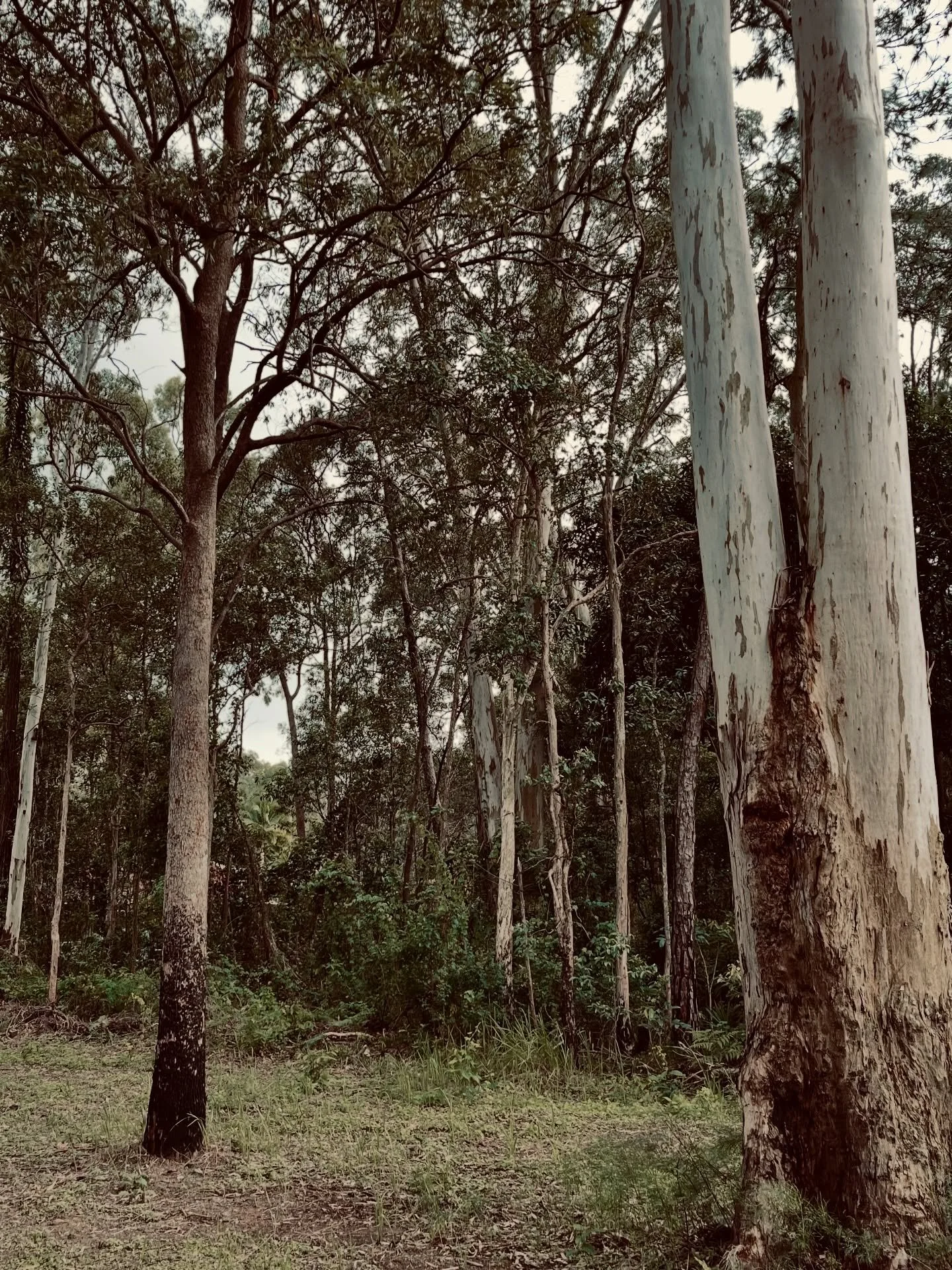 A museum full of things people used to rely on. Even a timber ice box (refrigerator) my dad actually remembers his grandparents having. And at home, Stan and Sam might be mid-conspiracy&hellip;
A nice week. ☕💕👩🏻&zwj;💻
.
.
.
#GlasshouseMountains #