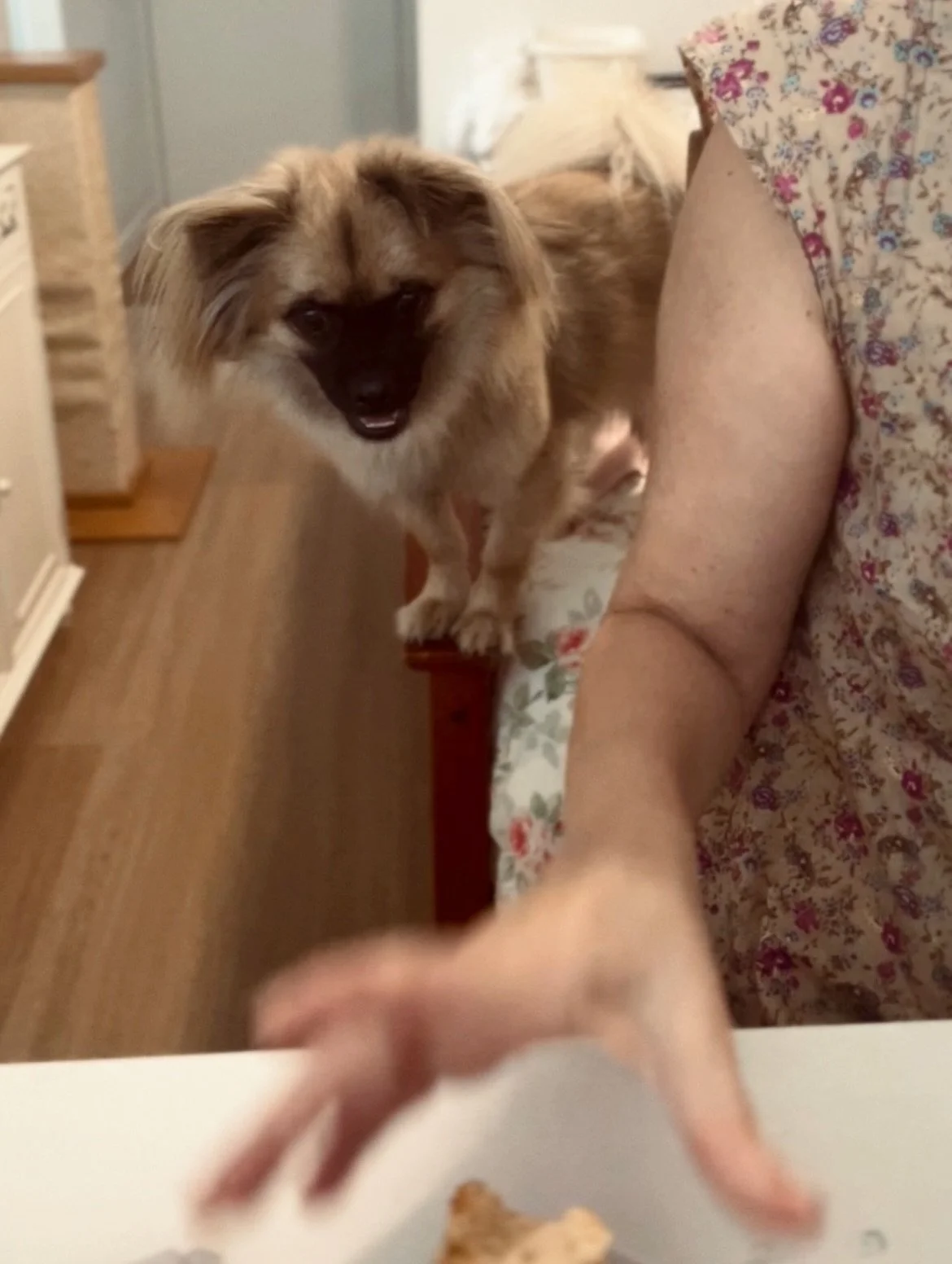 When I try to get my writing fuel at the desk.😳 Plus a meme that will really test you (🐕🍪🤣) and some throwbacks to last Autumn (In the old house🥺). xx
.
.
.
#ChihuahuaOrMuffin #WritingWithPets #AuthorLife #QueenslandAuthor #ParanormalAuthor