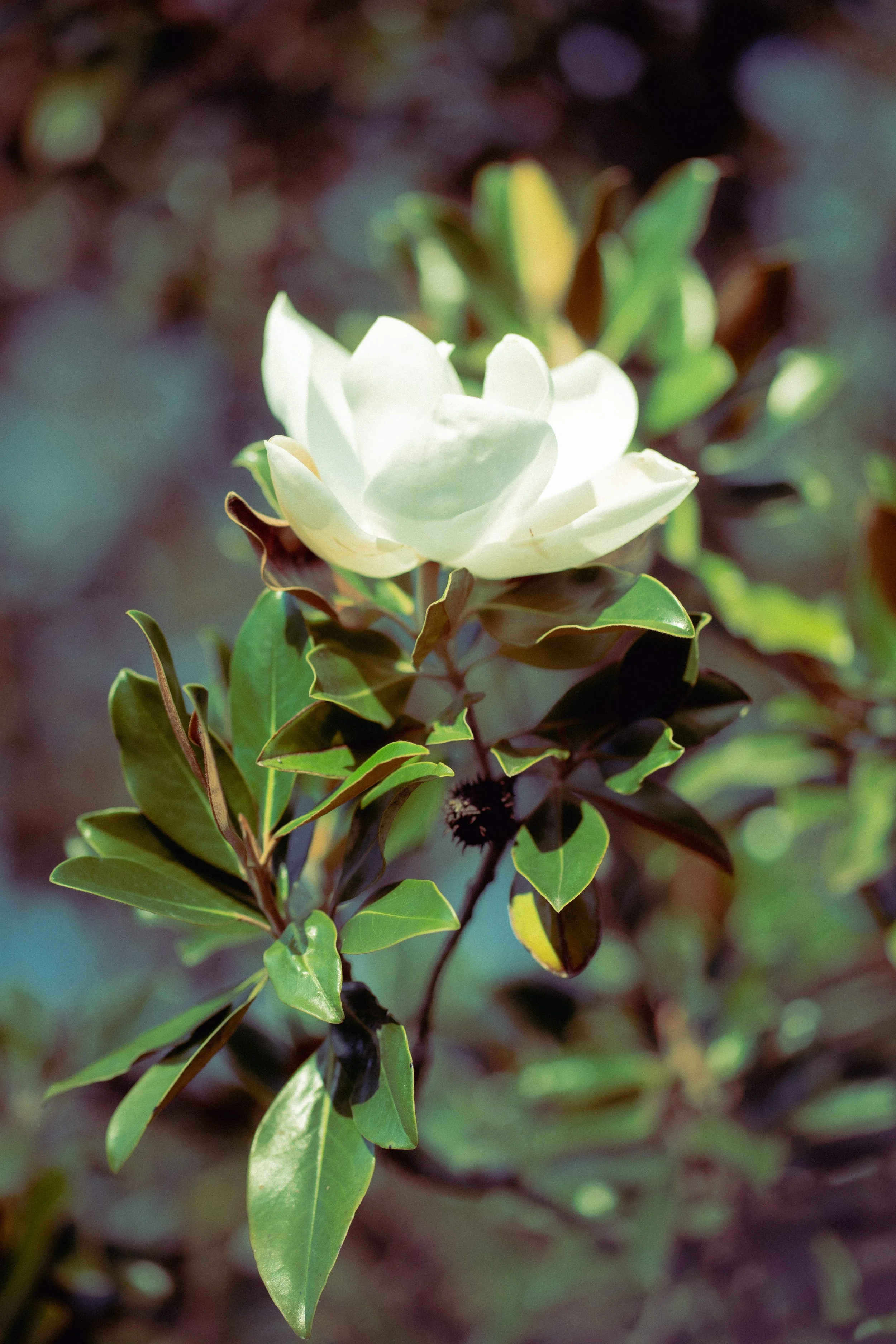 Trauma therapy that works - Katy Hurst Counseling & Associates