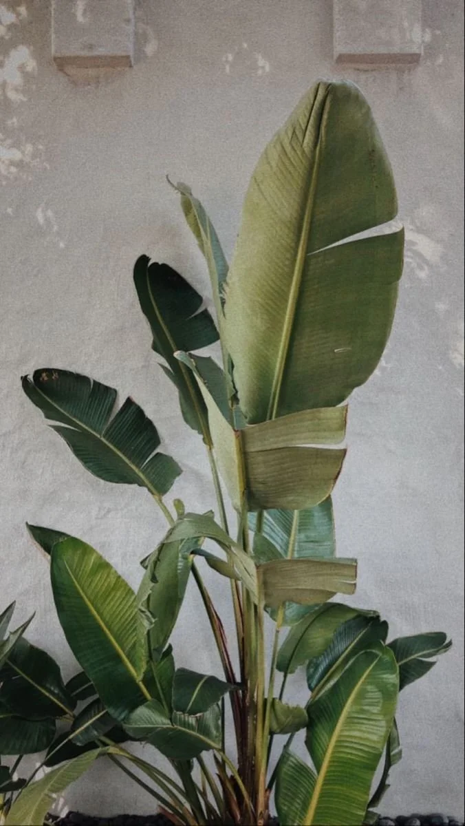 High DHEA-S levels &amp; acne