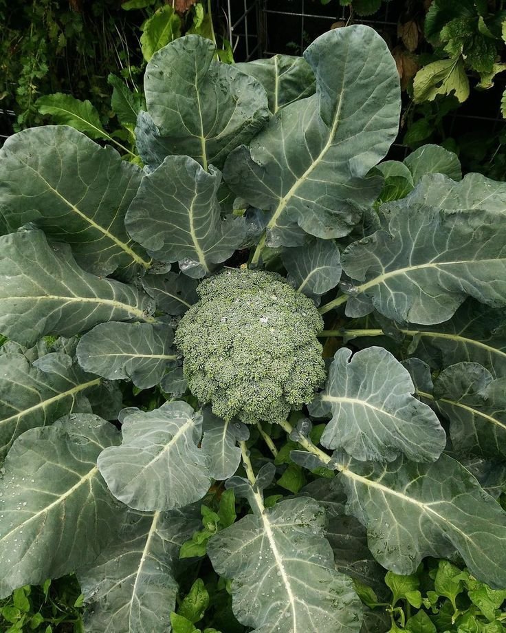 Broccoli Sprouts: The Estrogen-Balancing Superfood You Need