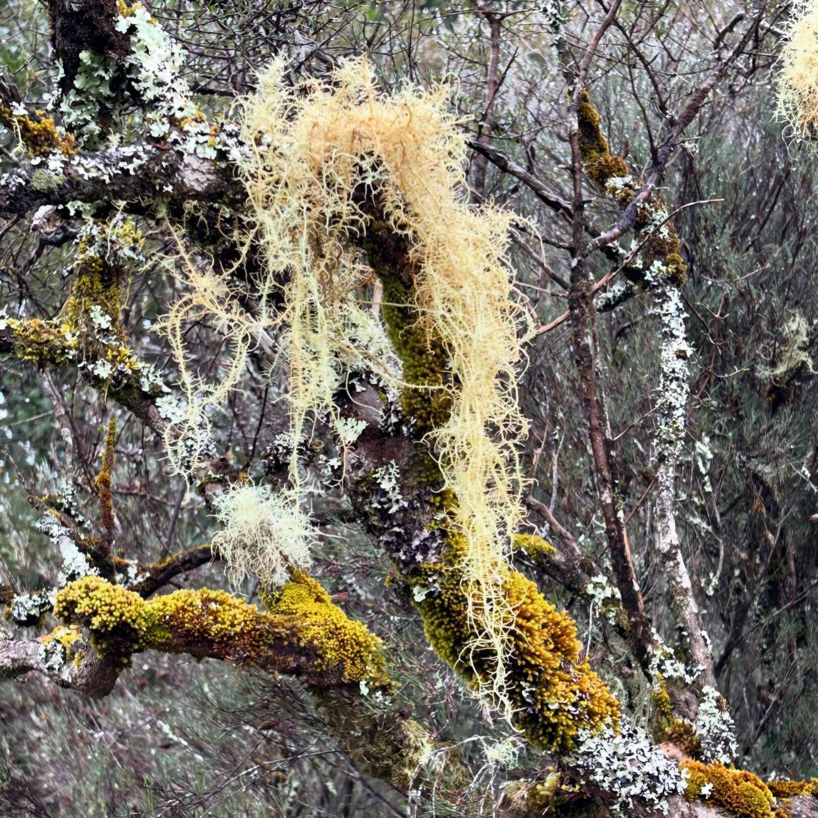 Lichen and moss create a sense of mystery as we step in to the bush in search of North Island kōkako. #inthebush #lichenandmoss #pureoraforest #waipapaloop