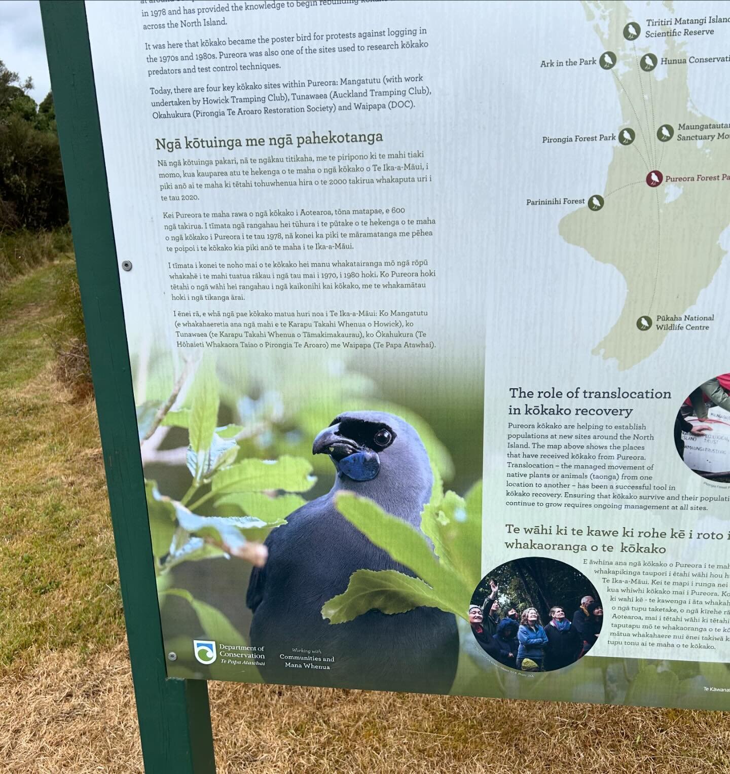 This wasn&rsquo;t the only kōkako that we spotted, but it was the only one that posed for a photo! My friend and I were so lucky to hear and see two kōkako on the Waipapa Loop Walk in Pureora Forest. #pureoraforest #northislandkōkako #docgovtnz waipa