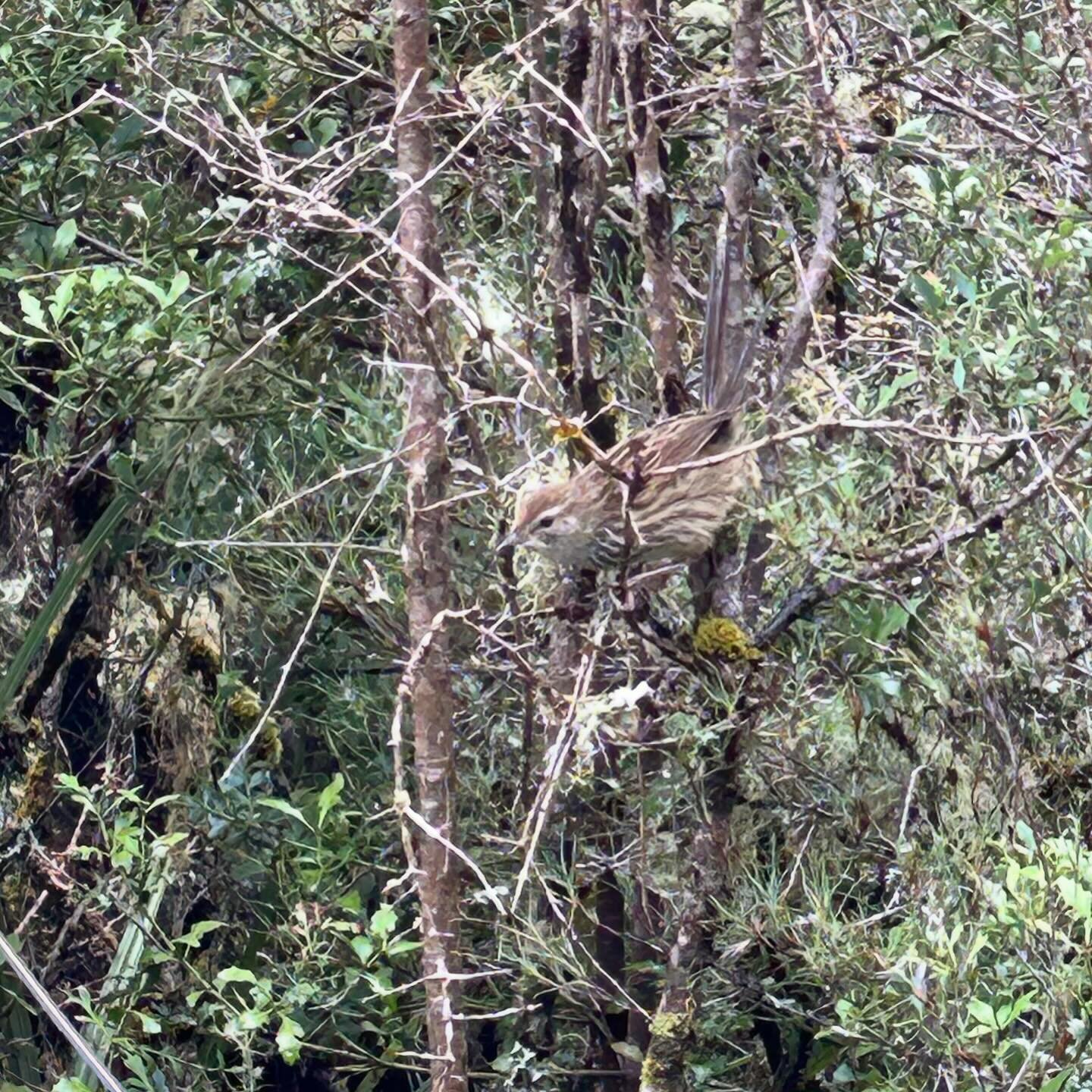Mātātā fernbird in Pureora Forest #nzbirds #fernbird #waipapaloop