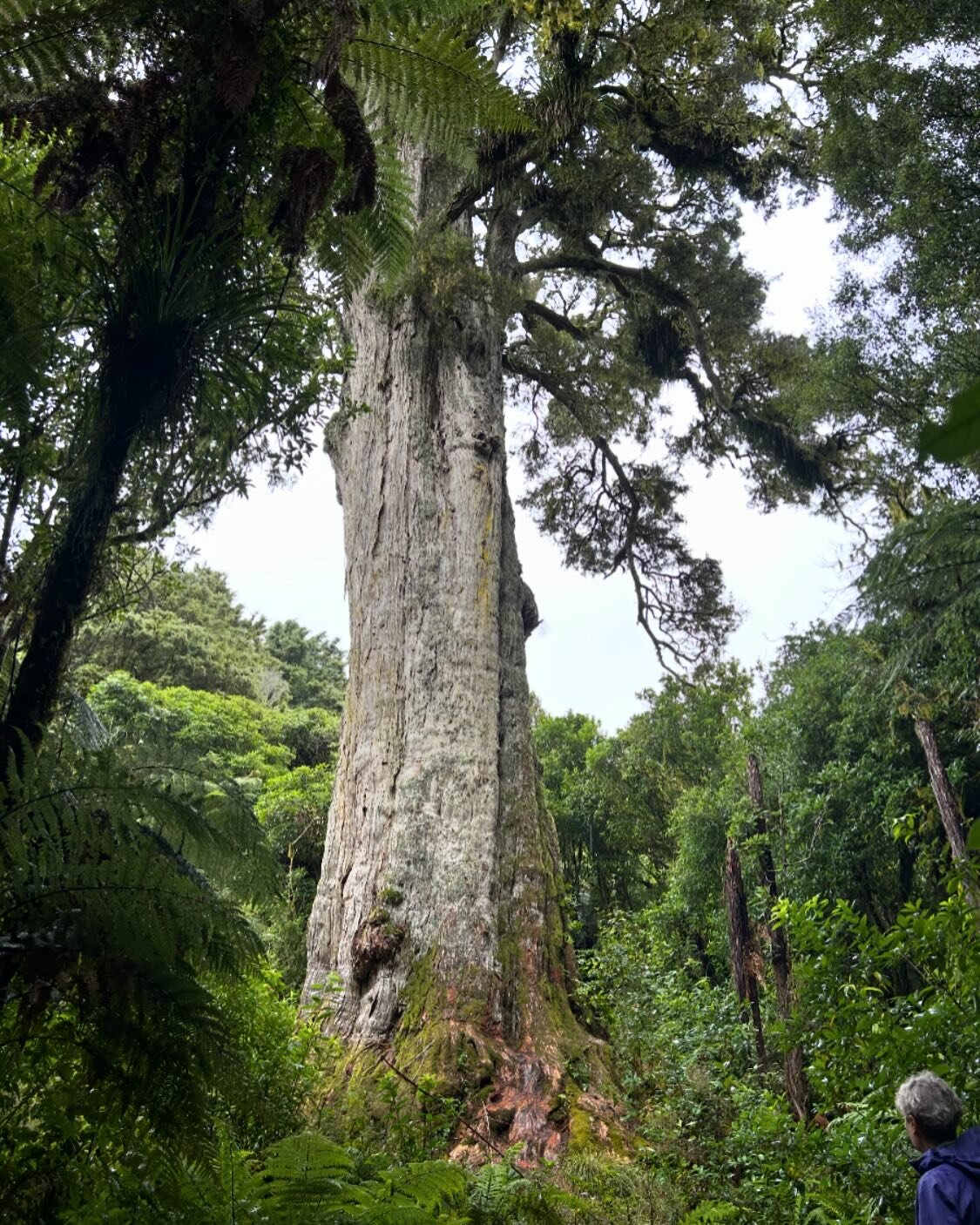 Our last day in Pureora we visited Pouakani, the largest known Totara in Aotearoa. Humbling to think it could be 1800 years old. #totara #largesttree #nztrees #pouakani