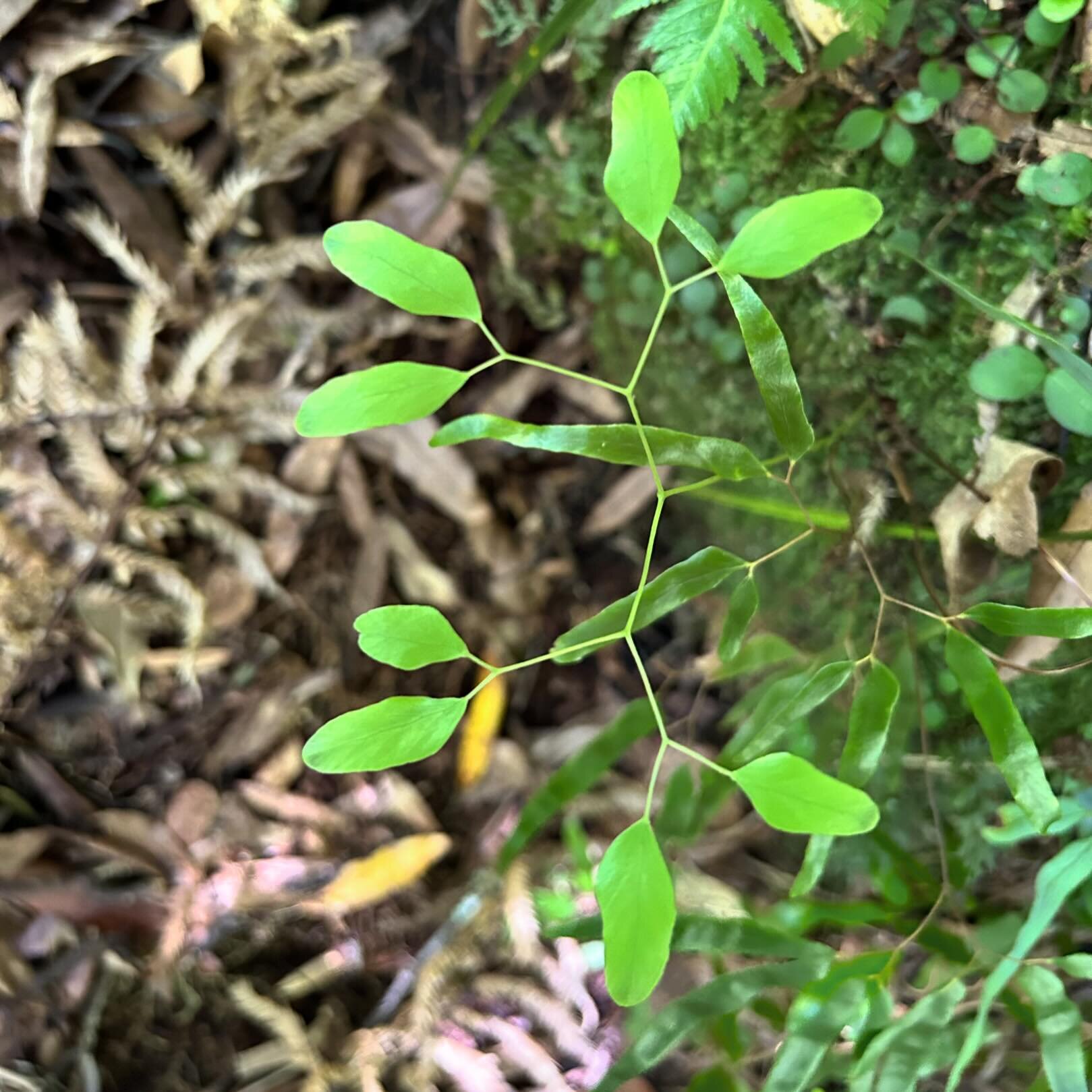 I always love to find patterns in nature. So was delighted to see what young Bushman&rsquo;s Mattress ferns look like before they become a tangled vine. #nzferns #naturespatterns #lygodiumarticulatum