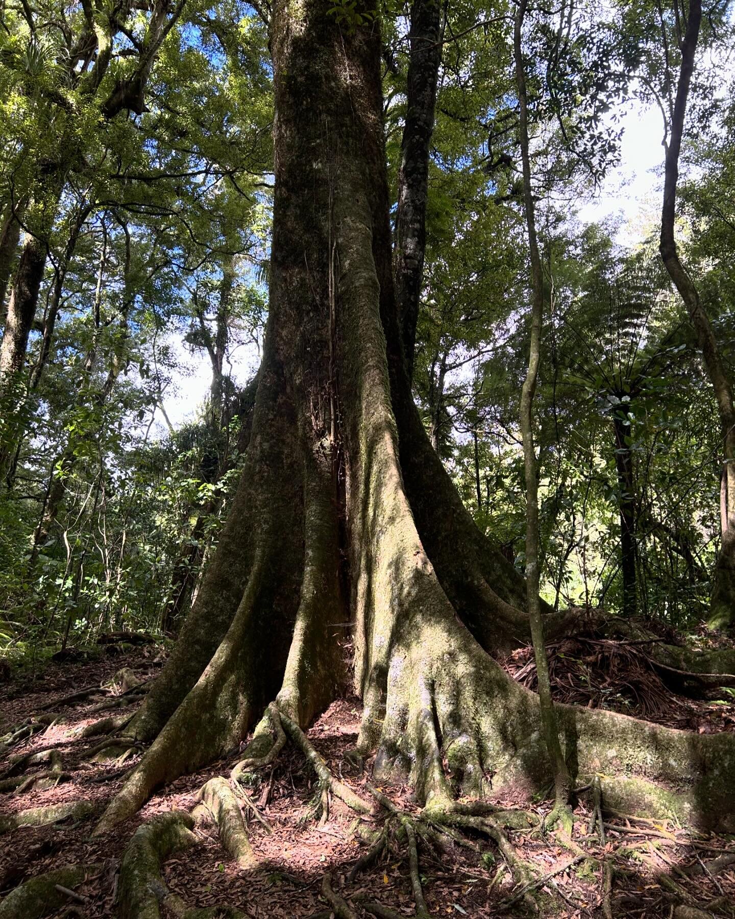 Another beautiful forest giant. This time a huge Pukatea, with massive plank buttresses. We meet many pukatea in Otanewainuku Forest. #otanewainukukiwitrust #nztrees #pukatea