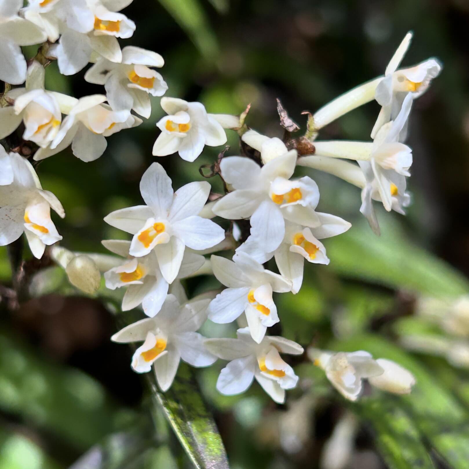 Raupeka orchids have such a lovely vanilla-like scent, especially when there are crowds of them. #earinaautumnalis #raupeka #easterorchids