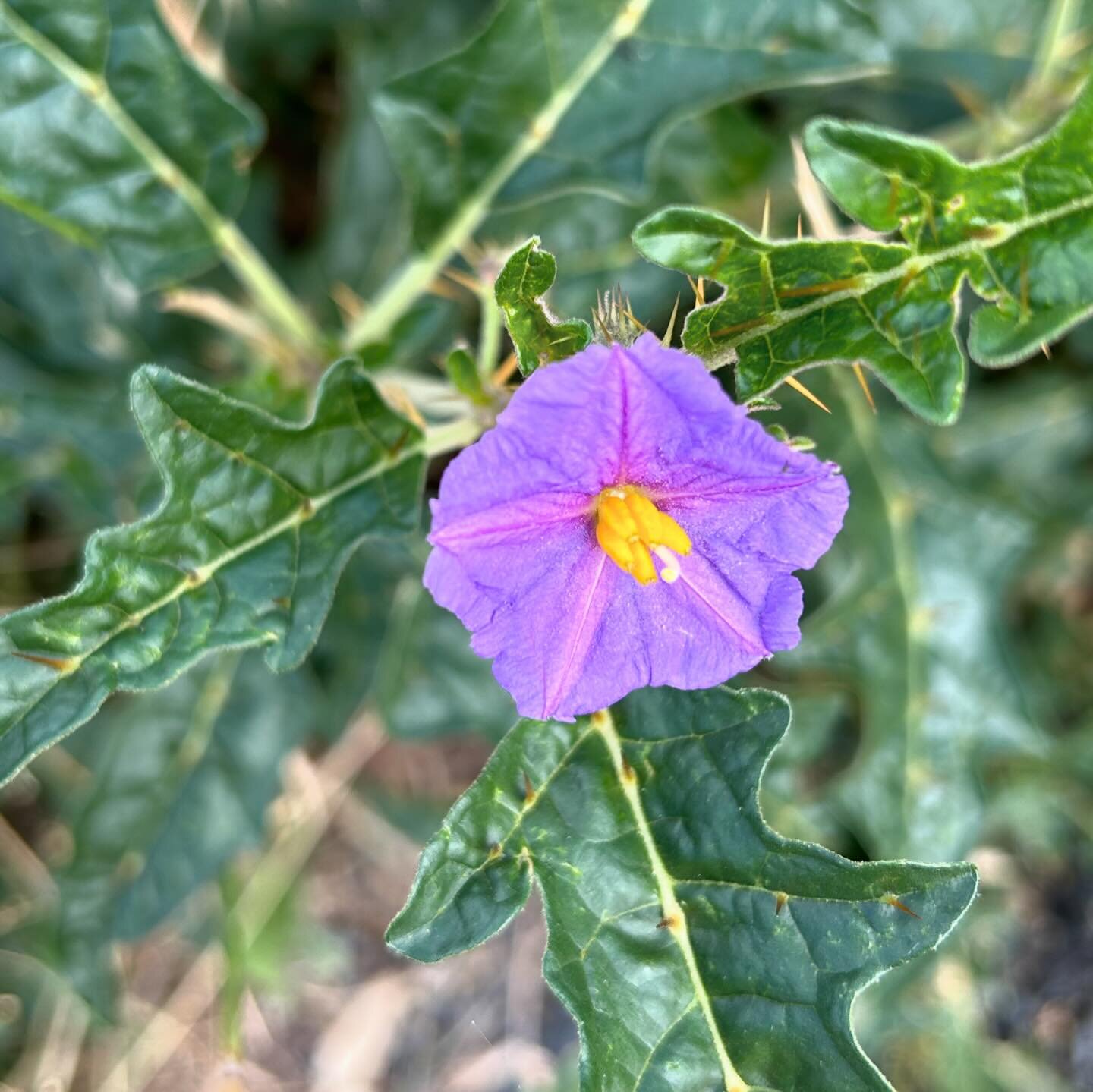 An Australian cousin of Poroporo. Narrawa burr is in the same family - Solanum, and while the flowers look the same, the plant is covered in spikes and the fruits look like little tomatoes. Perhaps that&rsquo;s not surprising as tomatoes are also in 