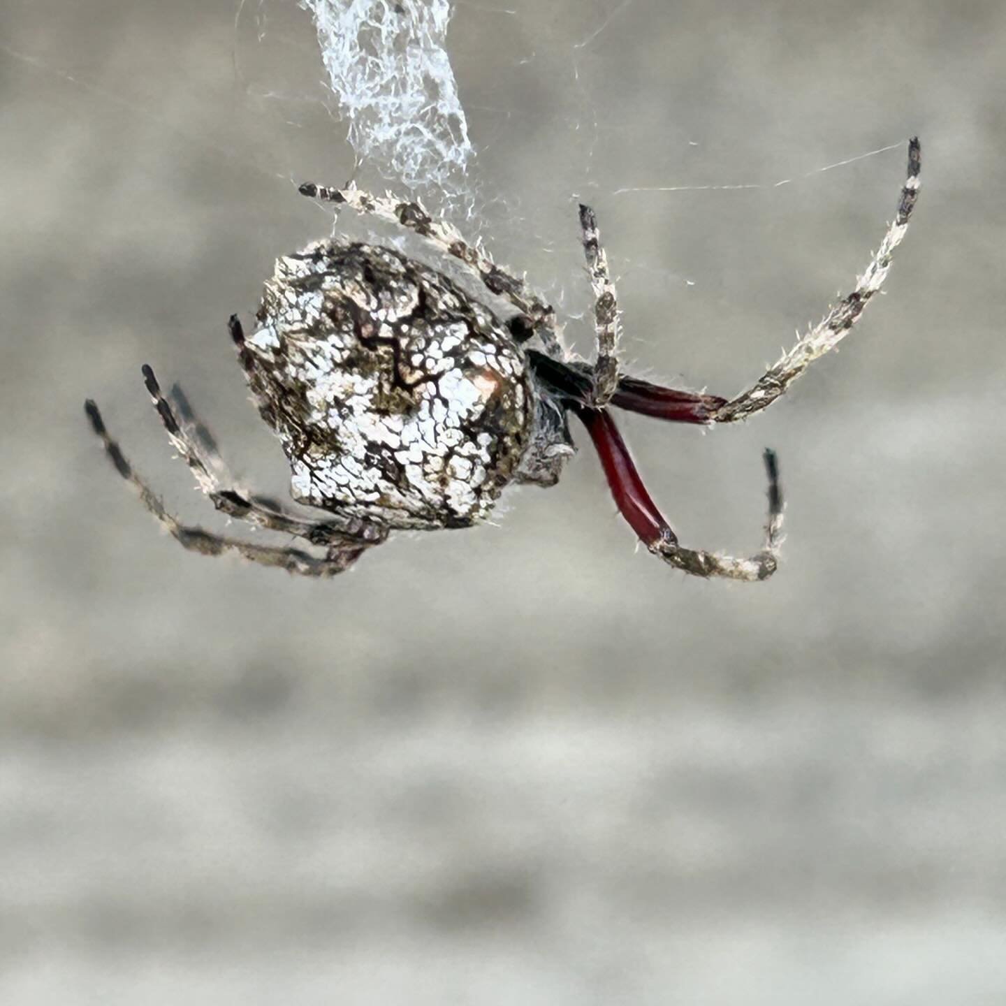 I chanced upon this beautiful knobbled orbweaver on my walk a few days ago. #nzspiders #naturewalk