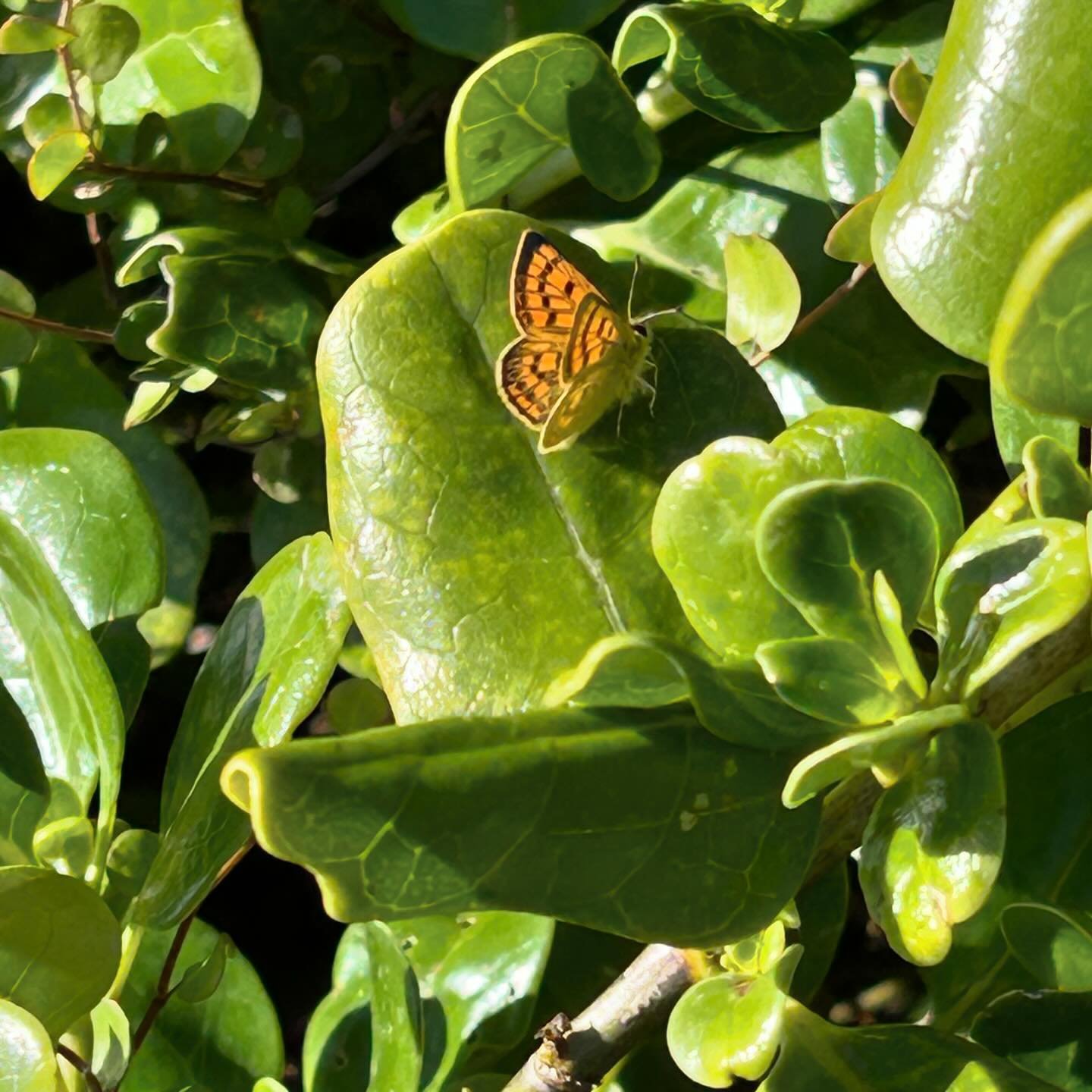 I took part in the iNaturalist City Nature Challenge on the weekend. The numerous Maui Copper butterflies along the coast were a highlight I was able to capture with my phone camera. #inaturalist #citynaturechallenge2024 #nzbutterflies #mothsandbutte