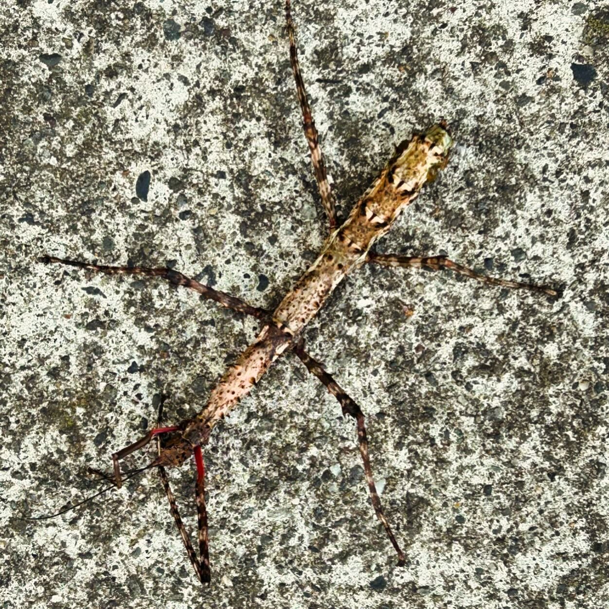 I found this beautiful prickly stick insect on the path. Unfortunately I think she was damaged, but as I moved her to the nearby tree she moved a bit, so here&rsquo;s hoping. #nzinsects ##stickinsects #pricklystickinsect