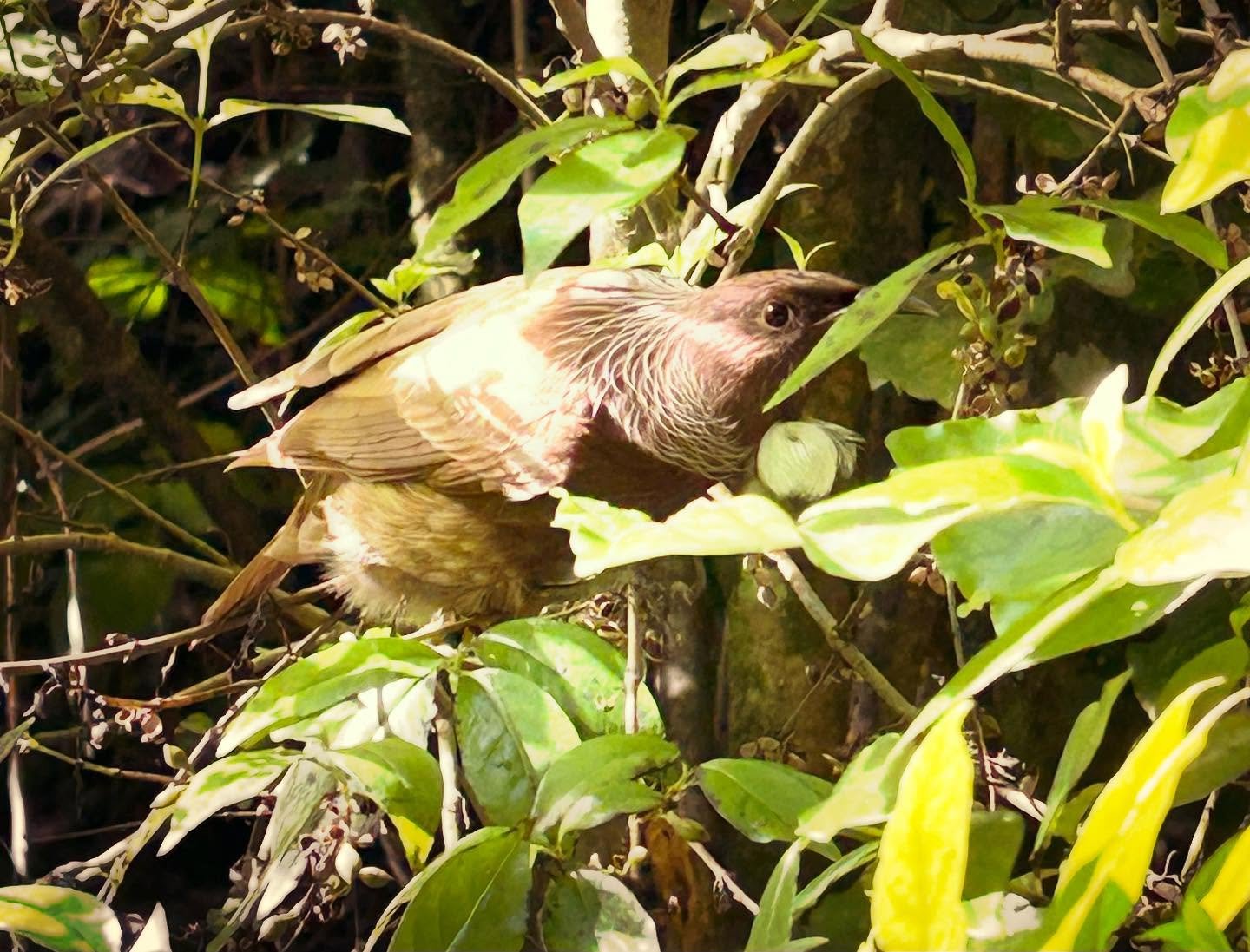 Leucistic tūī seen at Zealandia today #nzbirds #zealandiaecosanctuary