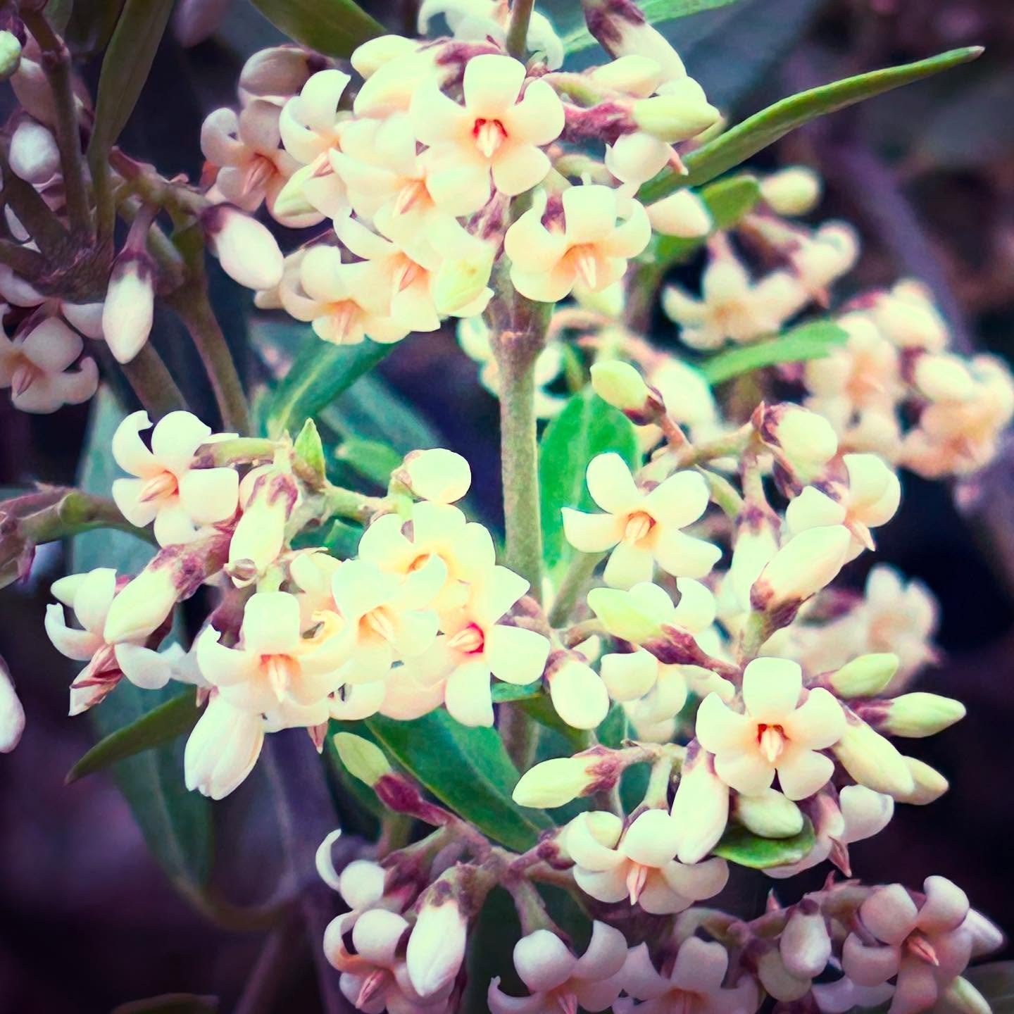 Starry clusters of native jasmine kaihua out now in the bay #nzflora #nzvines #pukeruabay #matariki2025