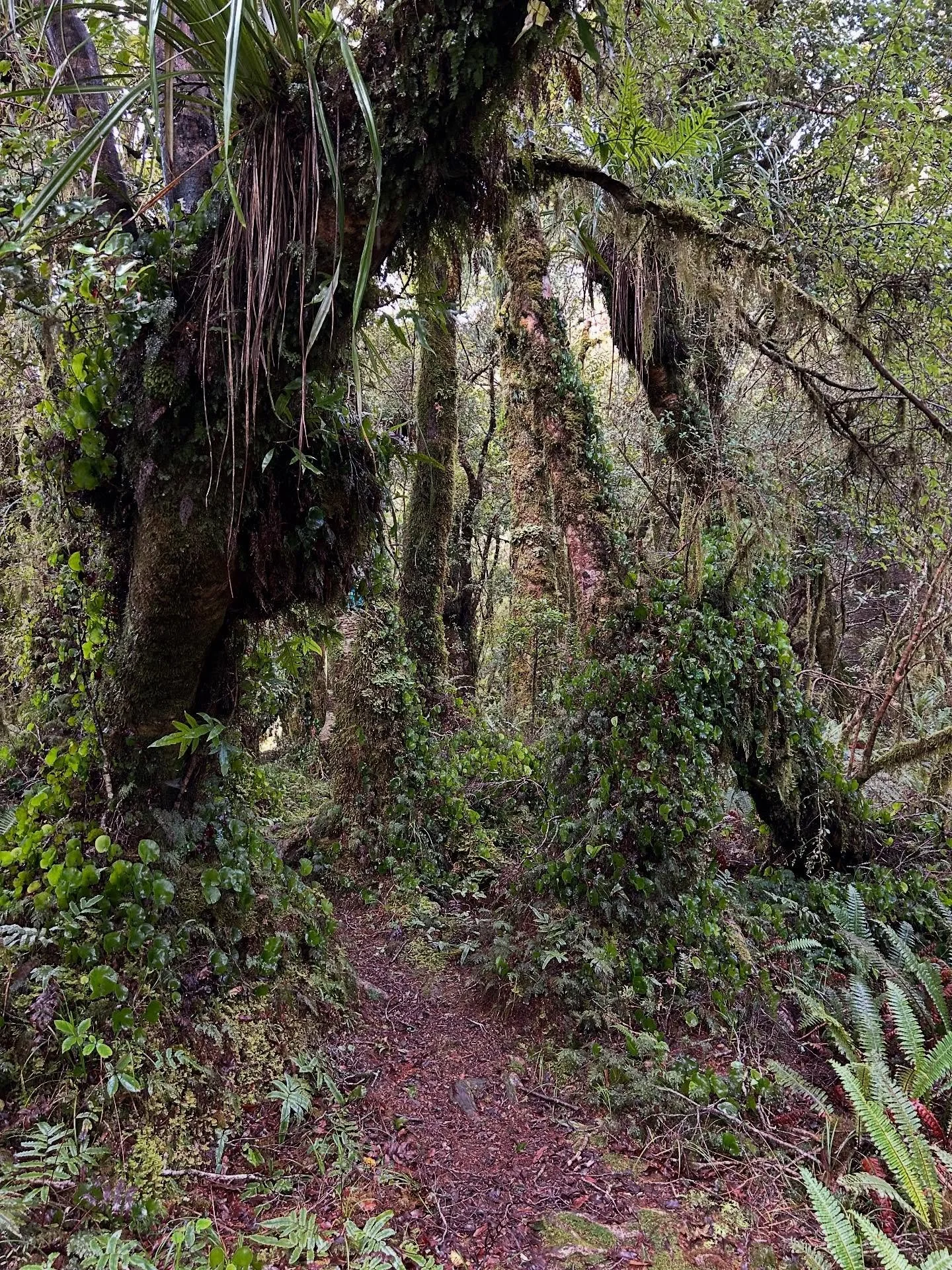 Forest path #nzforest #inthebush