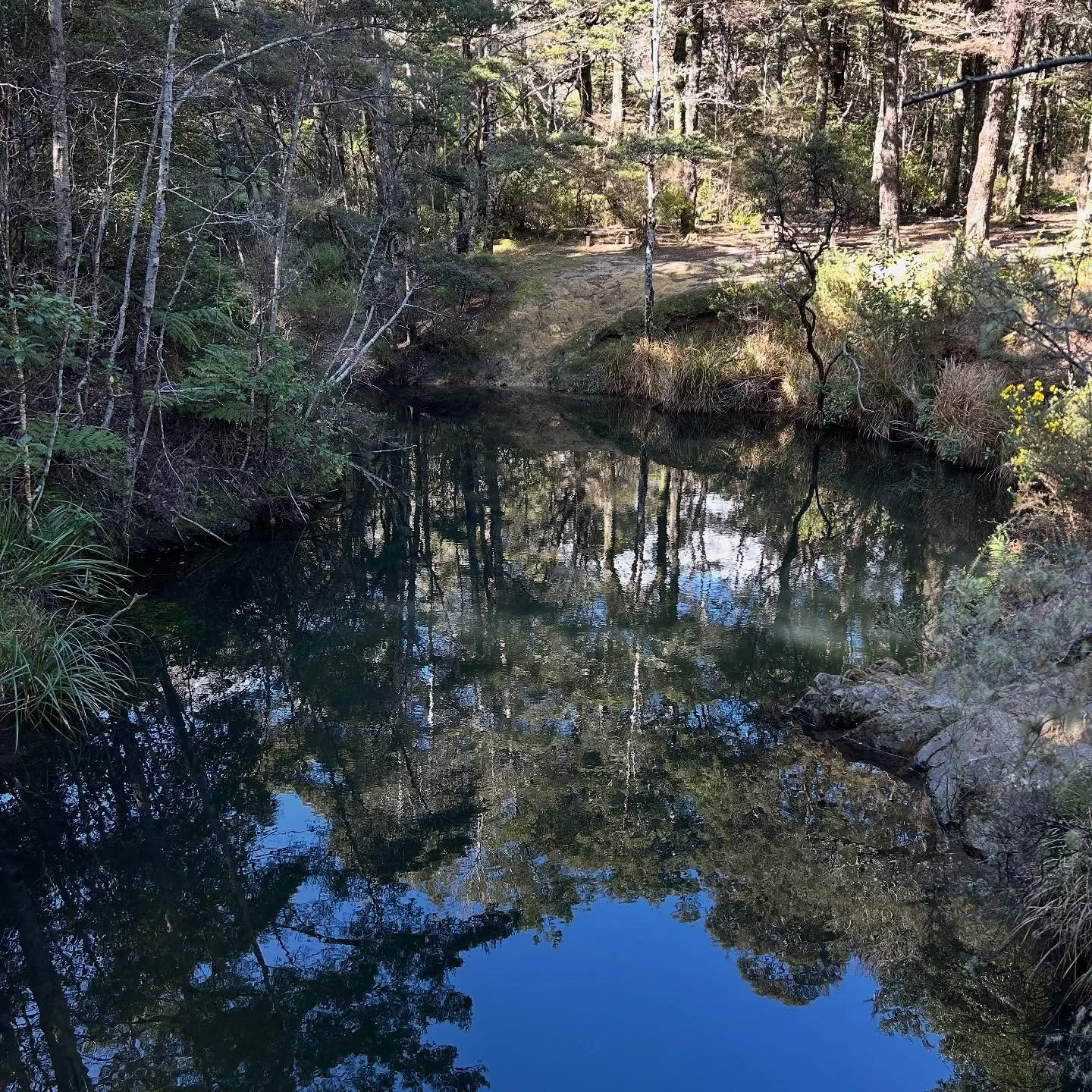 Trees in the water #atthecreek