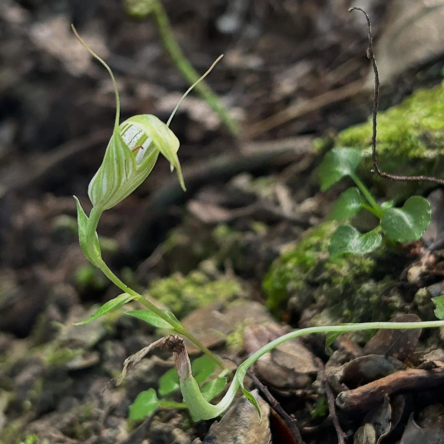 Maybe the last winter greenhood orchid, until next year #nzorchids