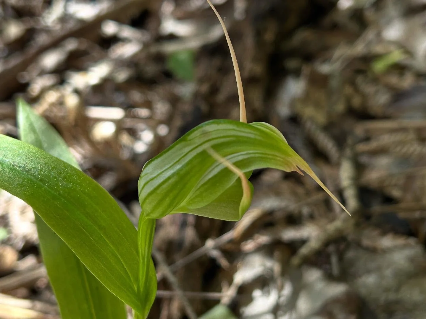 And my first tutukiwi of spring #nzorchids