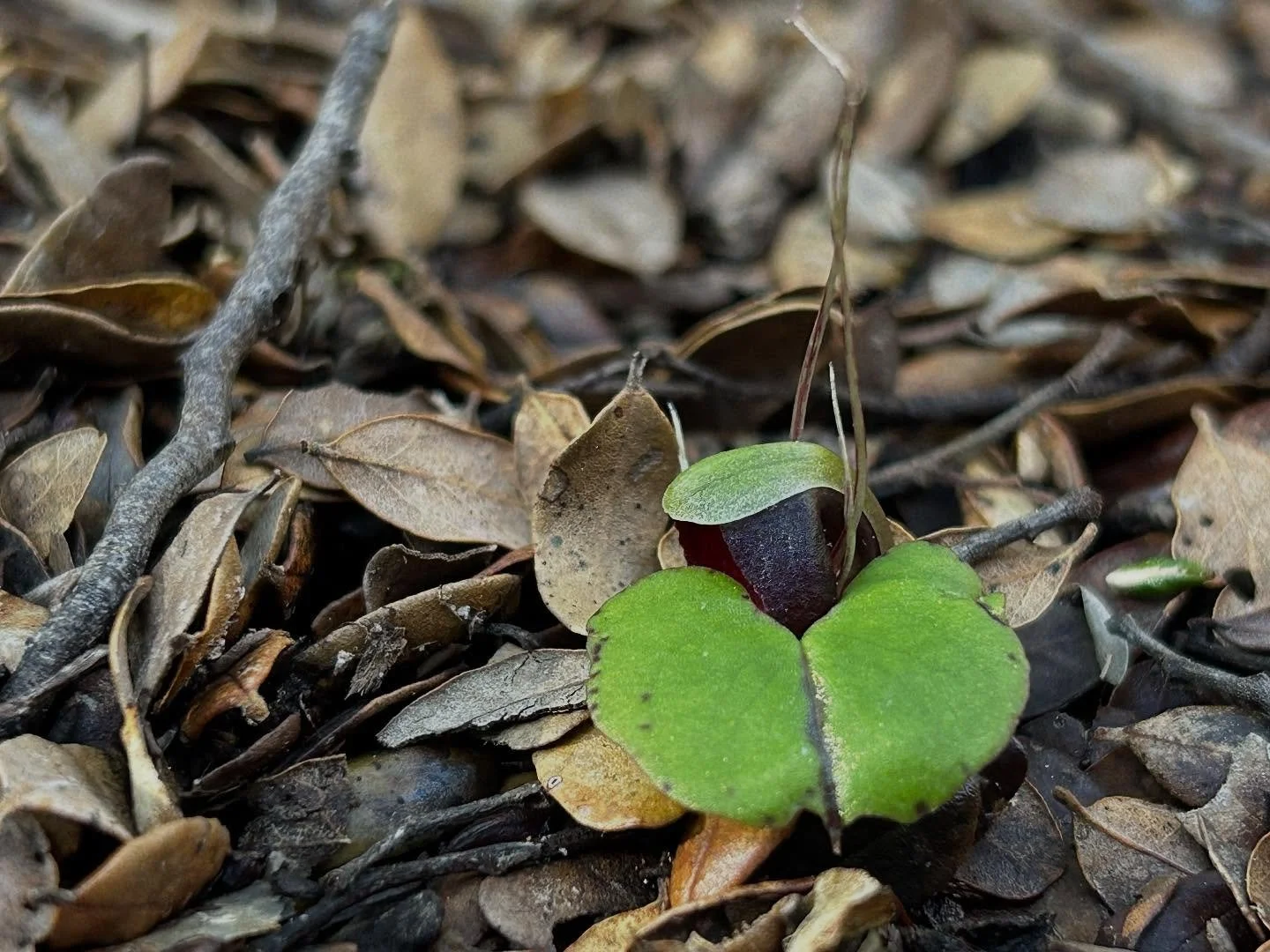 My phone camera, and my knees, were challenged by trying to capture these tiny spider orchids. About 1-2 cm. Such a delight to find these little wonders in flower. #nzorchids