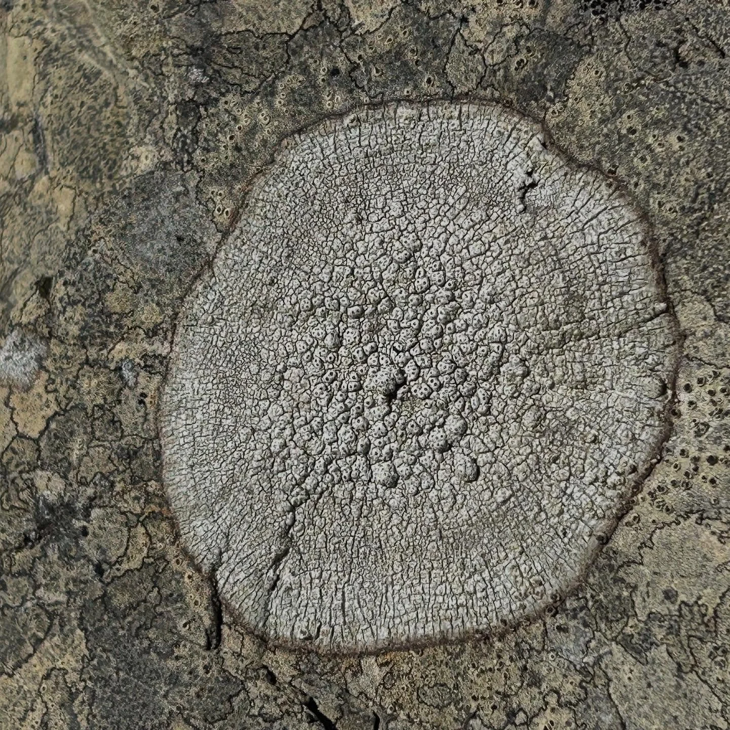 Lichen on lichen #likinglichen #nzlichen
