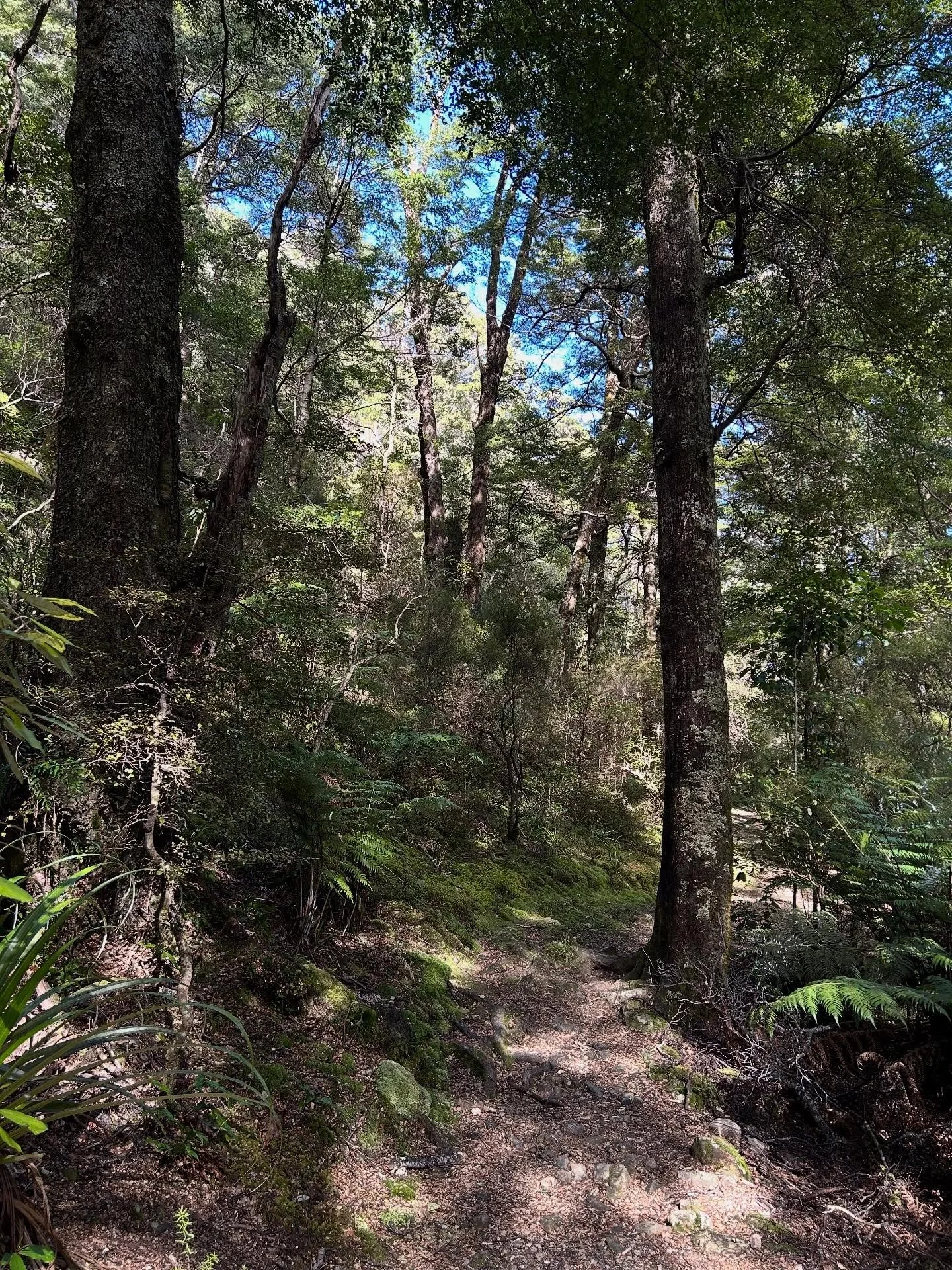 Our midweek tramp took us through varied bush types - beech forest with its more open appearance and lush mixed broadleaf forest a tangle of vines, thick undergrowth, dense epiphytes and nikau palms. #midweektramp #oldfivemiletrack