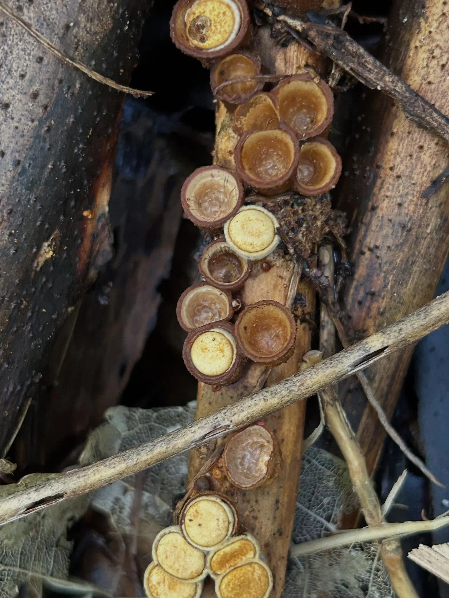 Although the fungi season is almost over, we found a large quantity of bird&rsquo;s nest fungi. Photos of this fungi can be quite deceptive, I remember being very surprised when I saw my first ones in real life how small they actually are. Scroll thr