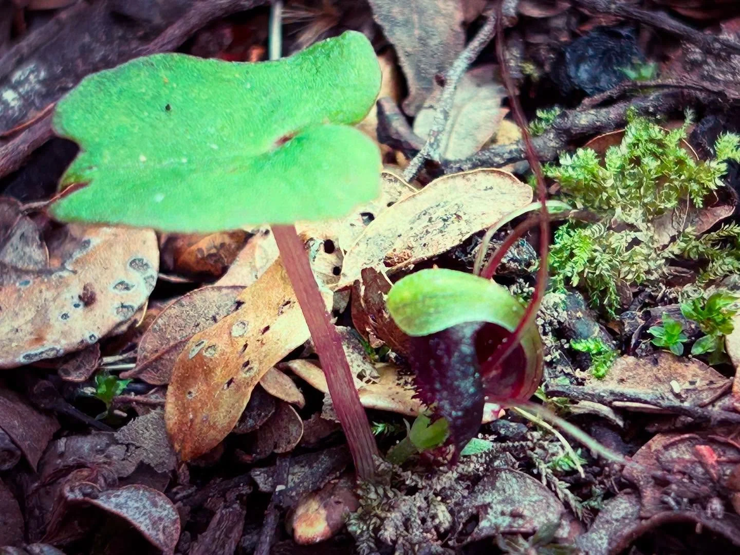 Spider orchid, so tiny its leaf is barely the size of a NZ$1 coin #nzorchids