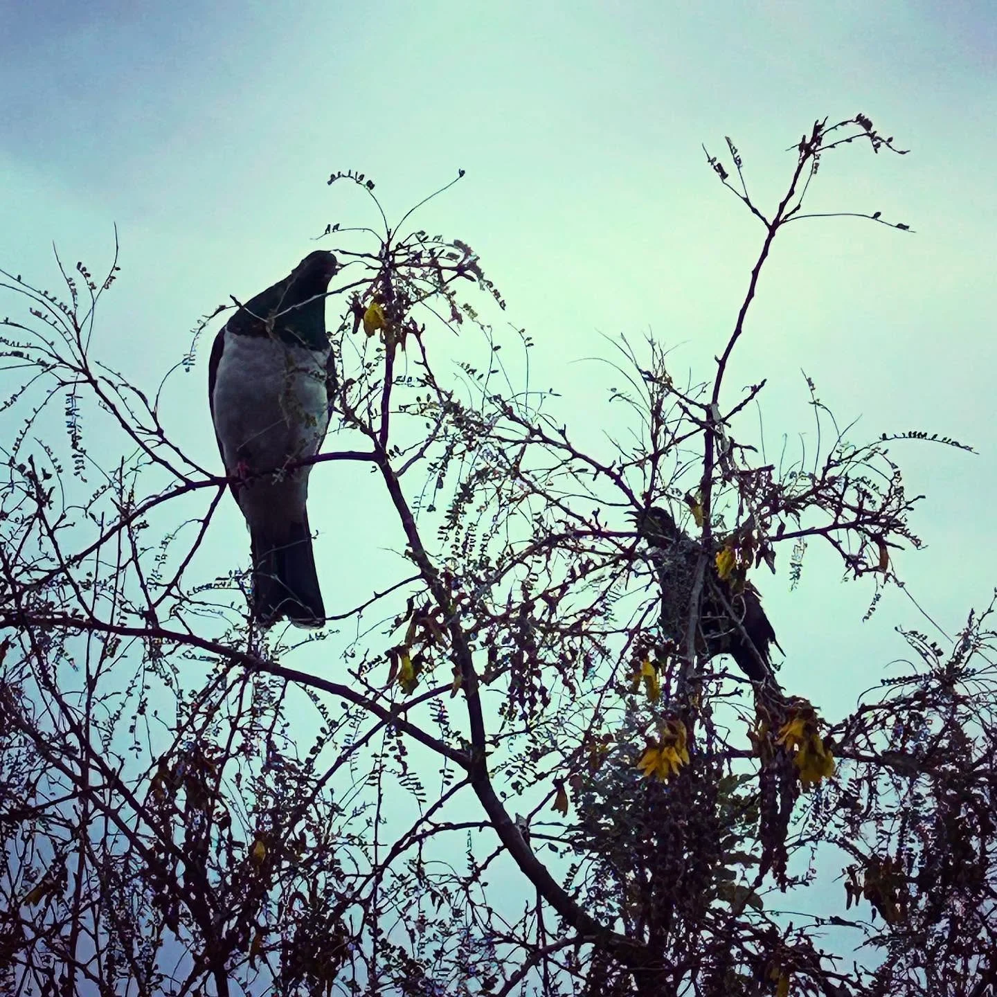 Spotted these two sharing a kowhai tree. The tūī with a wide open beak was articulating and the kererū seemed to be leaning in to listen. 

Is it time for one of these backyard birds to be Bird of the Year?
#nzbirds #boty2025 #birdoftheyear2025