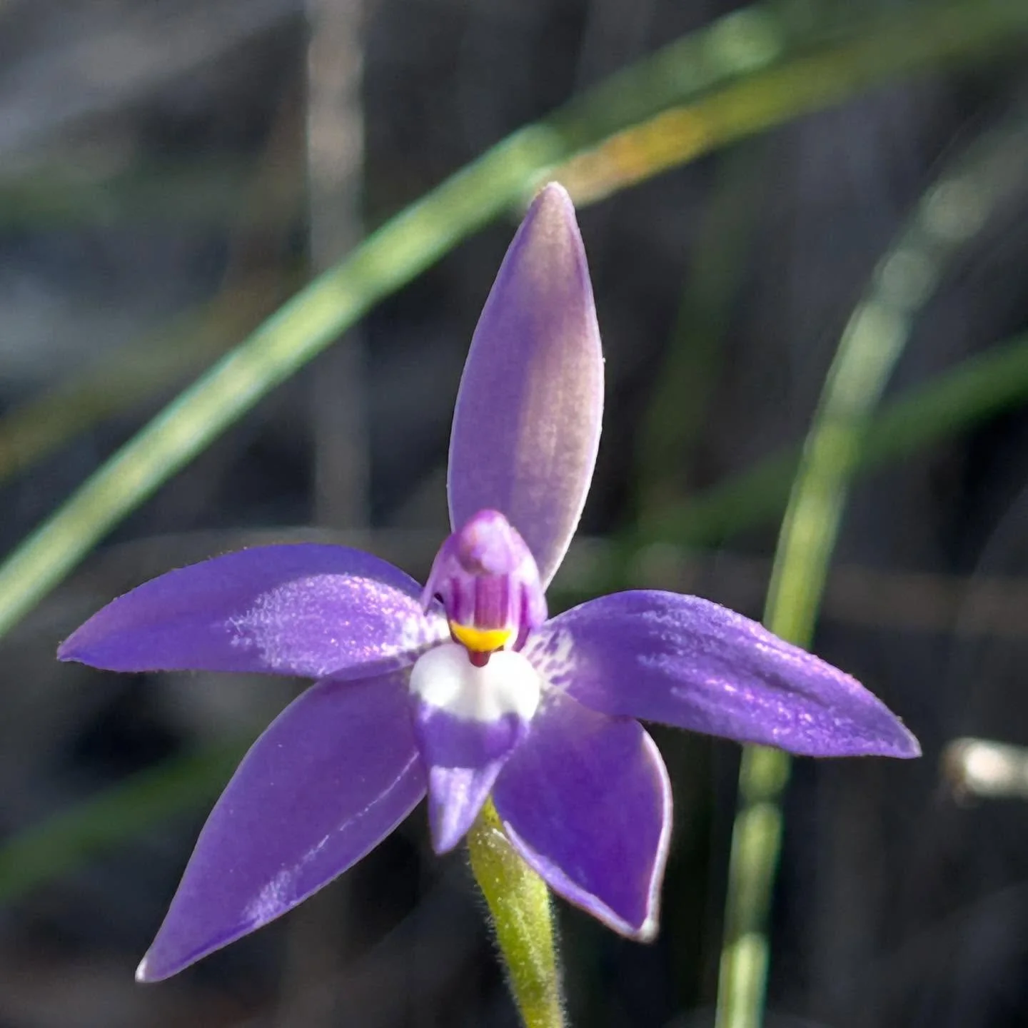 Fantastic opportunity to take part in a @natureart_lab field trip in Canberra to look for and draw native orchids. Some great discoveries. Here are some of my photos, drawings still work in progress. 
#natureartlab