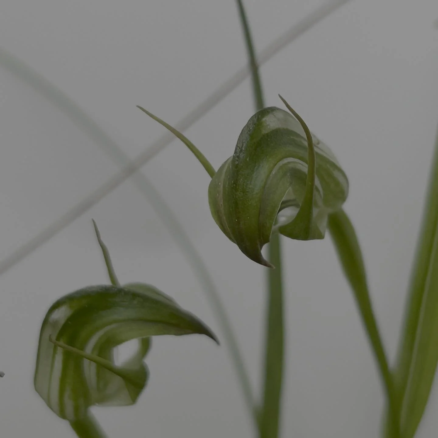 Wild orchid hunt yesterday. #greenhoodorchids #nzorchids