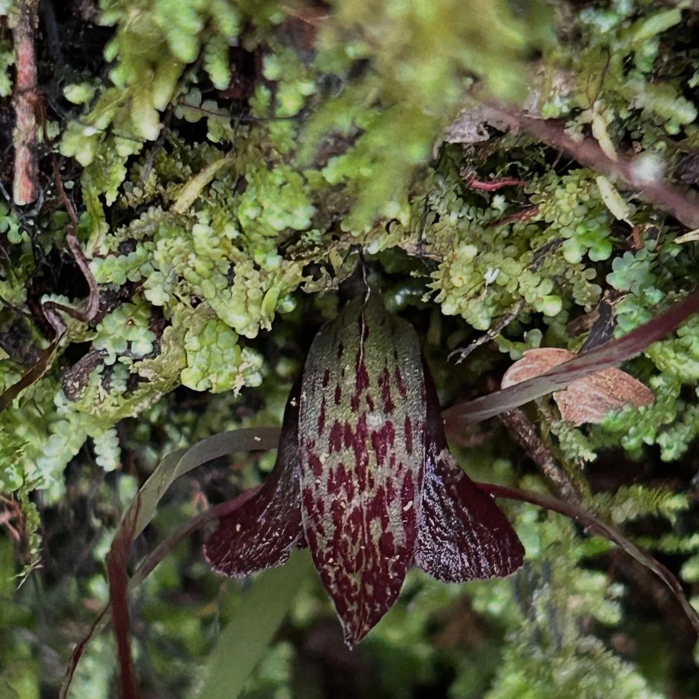 Finding nature&rsquo;s treasures #nzorchids #spiderorchids