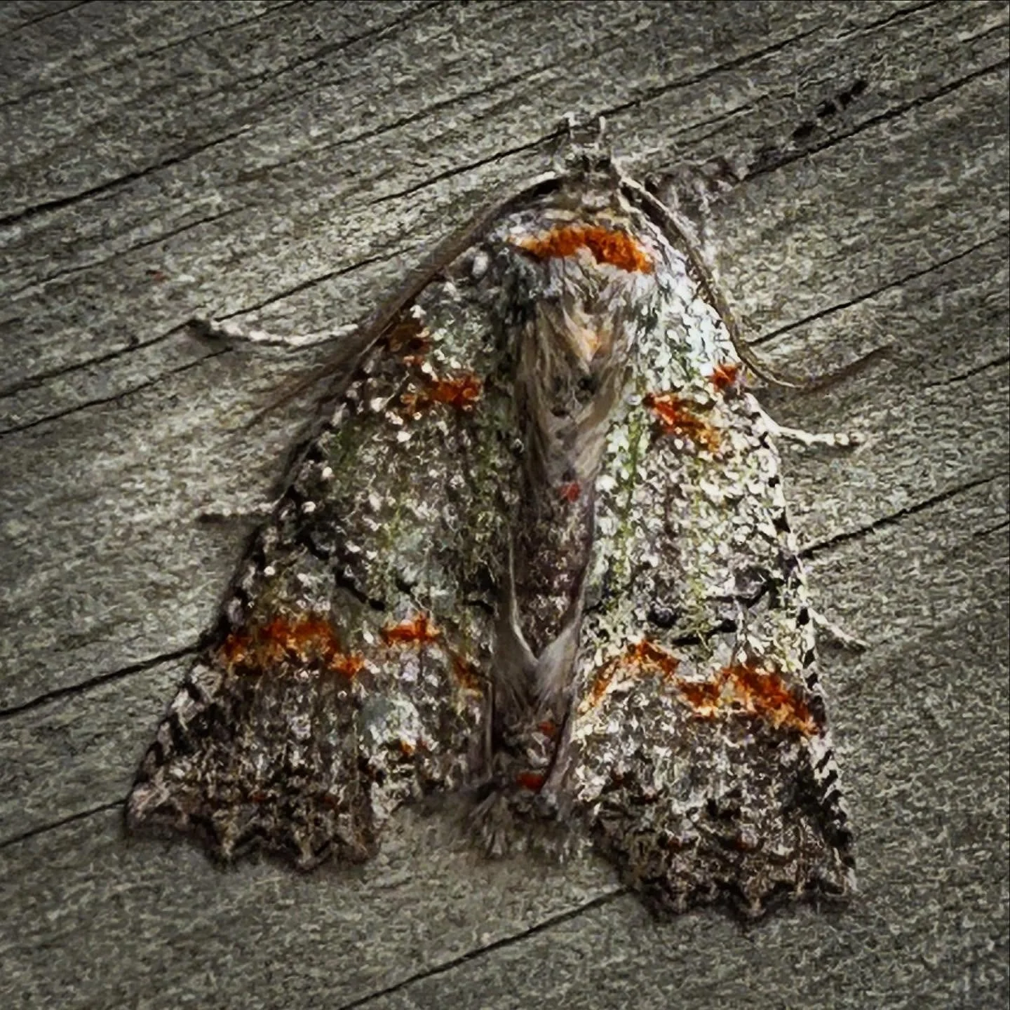 Gorgeous moth #nzmoths #forestsemilooper