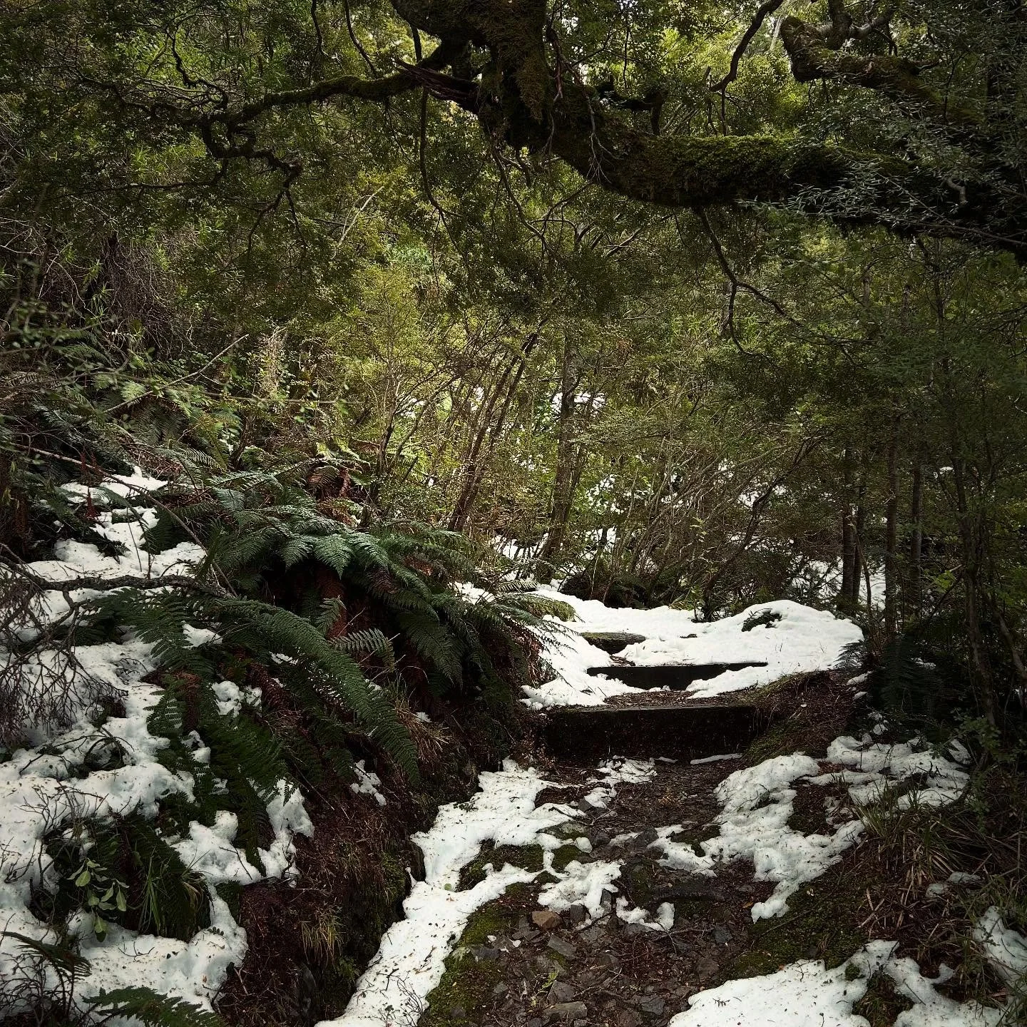 So lucky to be at Aoraki Mt Cook just after the roads had reopened last week. Snowy bush walk.