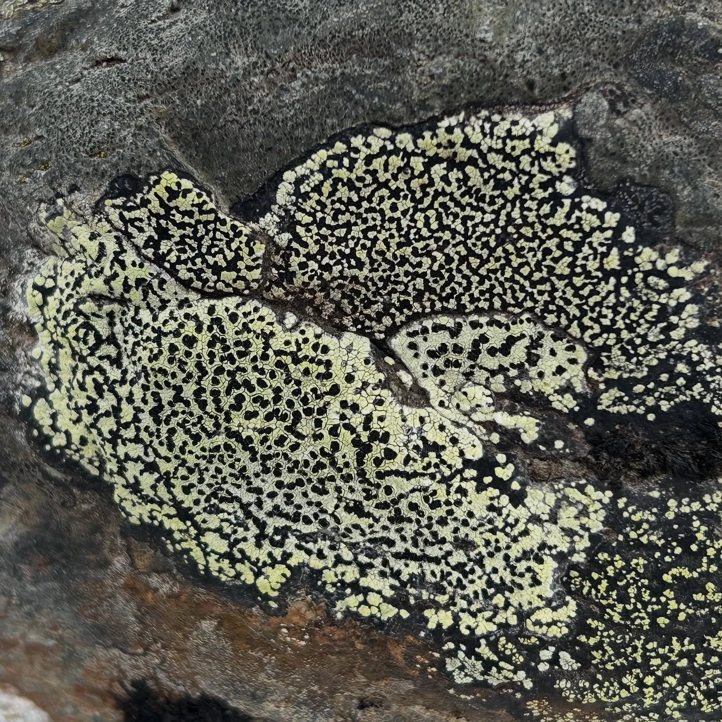 Liking lichens &hellip; 
On tour with @natureart_lab
 #nzlichens