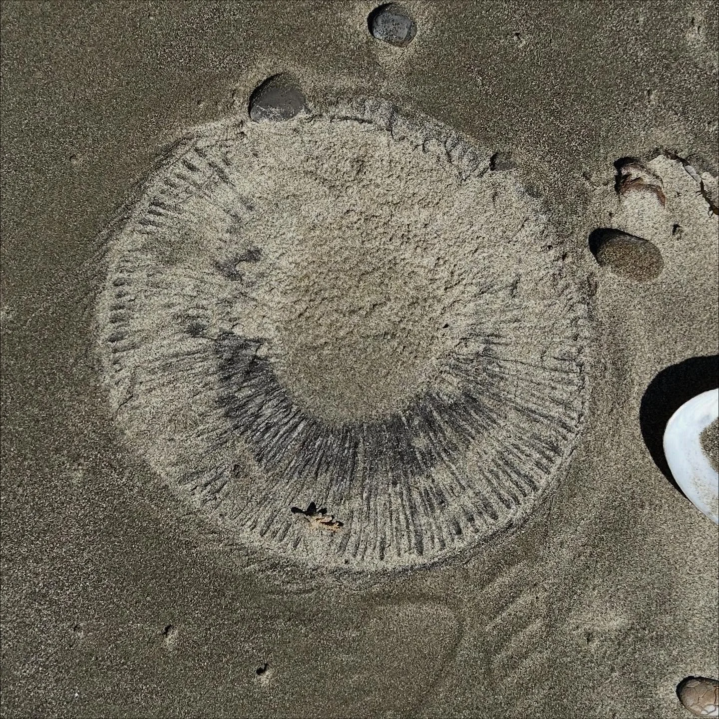 We came across this strange pattern in the sand, and realised it was the remains of a jellyfish. There were plenty of them in Dunedin harbour too. #natureartlab #manyribbedjellyfish
