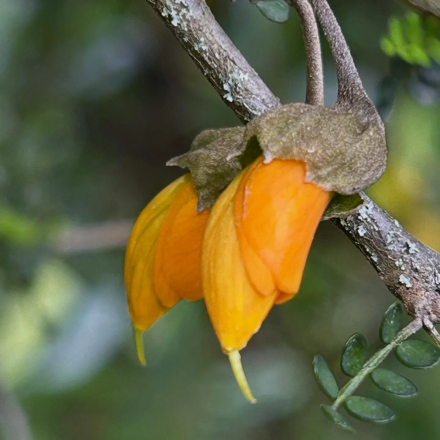 Aren&rsquo;t our Botanic Gardens wonderful? Here&rsquo;s a selection of lovely blooms from Christchurch and Dunedin&rsquo;s Botanic Gardens. I&rsquo;ve been on the look out for flowering kiekie recently so was delighted to discover several flowers in