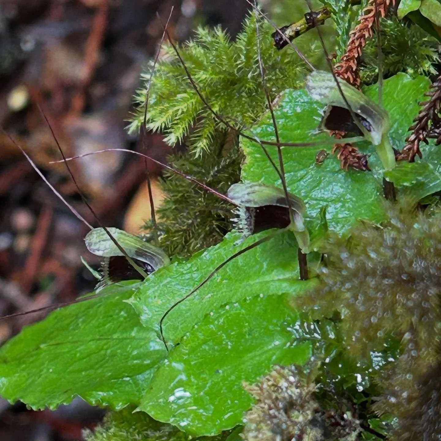 Delightful crop of orchids on Ulva Island. On tour with @natureart_lab and guided by @ulvasguidedwalks #nzorchids #corybasoblongus