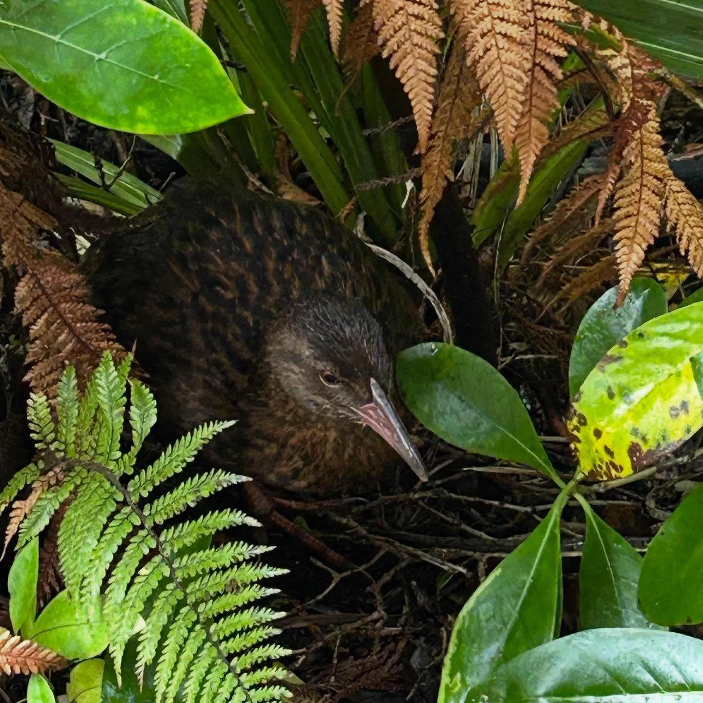 Birds of Ulva Island - the easy ones to photograph. Also saw tieke, korimako, titipounamu, torea, kororā, kākā, kākāriki. On tour with @natureart_lab and guided by @ulvasguidedwalks #ulvaisland #nzbirds