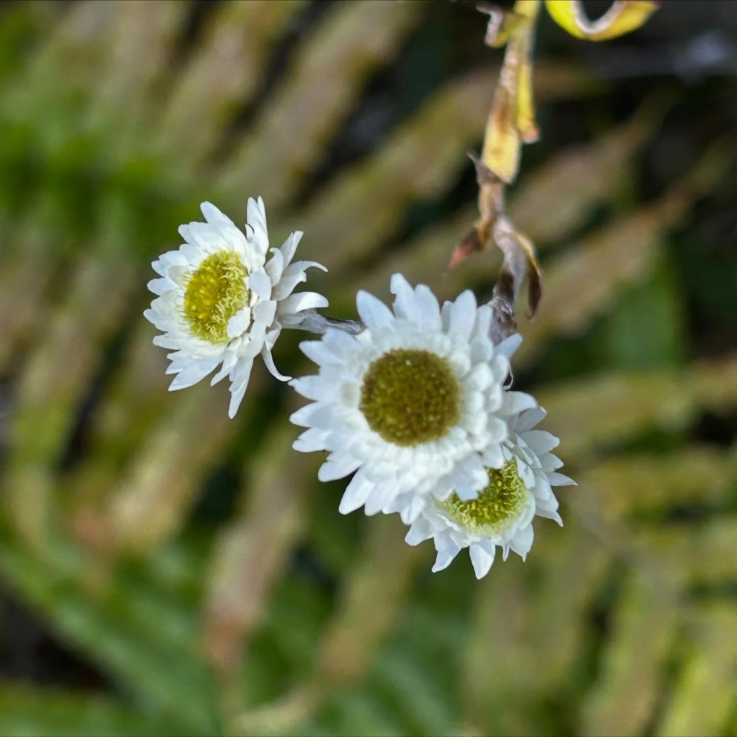 The little things.
Joy spotting on the forest floor, roadside banks and on the trees.
From Rakiura to Piopiotahi, on Tor with @natureart_lab
