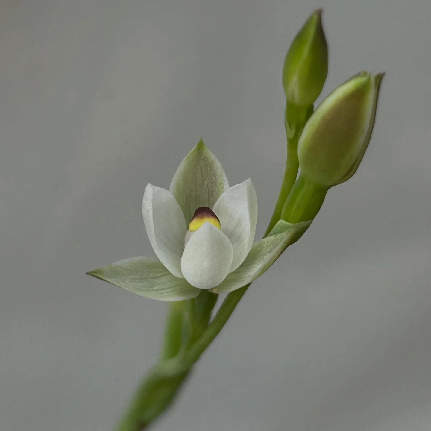 Sun orchid - Thelymitra longifolia
Classic use of a bit of white card to get a shot in focus. Just a thing that BotSoc members know to do. We were retracing a route from a past BotSoc trip.
#nzorchids #botsoc #wellingtonbotanicalsociety
