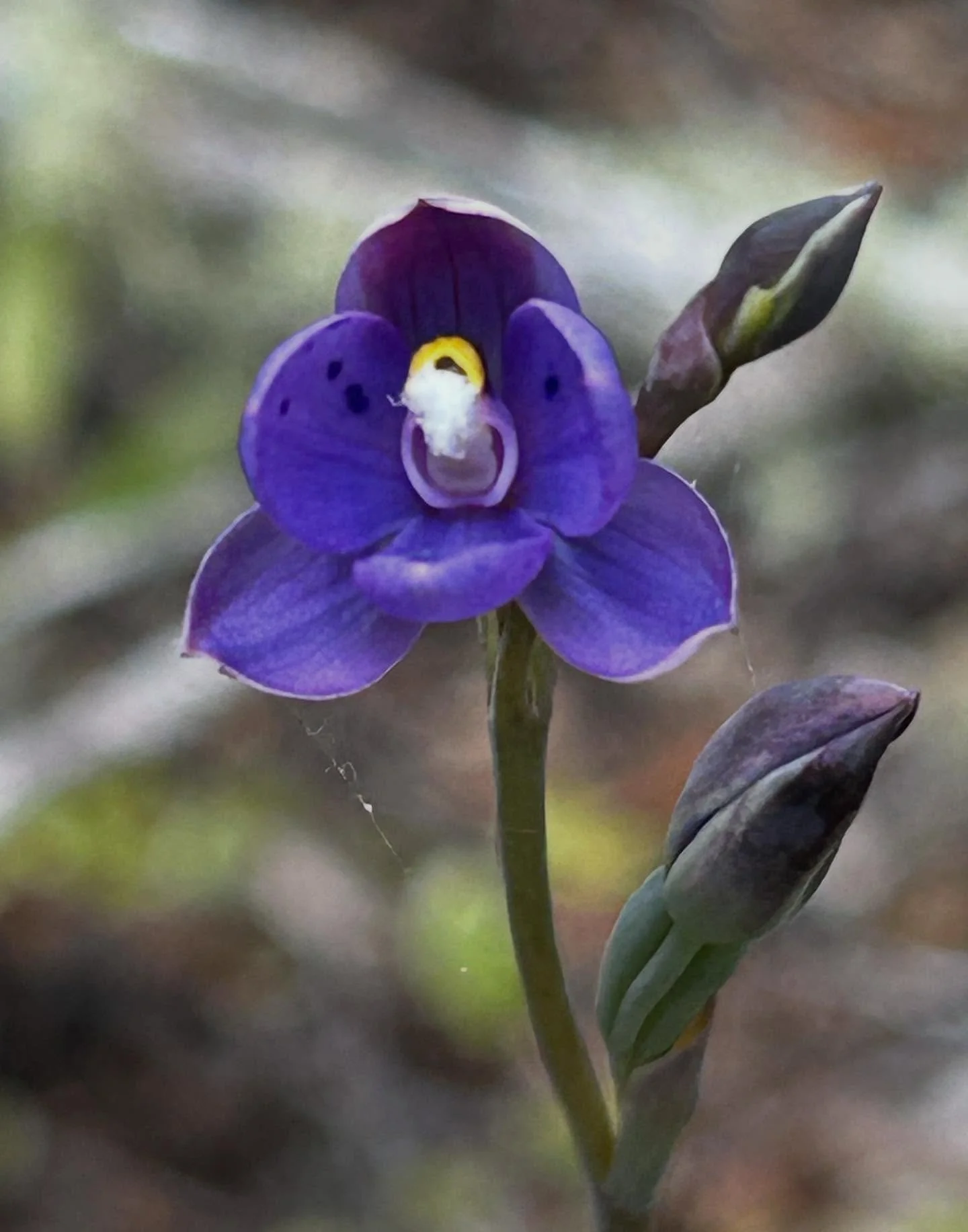 Spotted sun orchid - Thelymitra nervosa 
#nzorchids