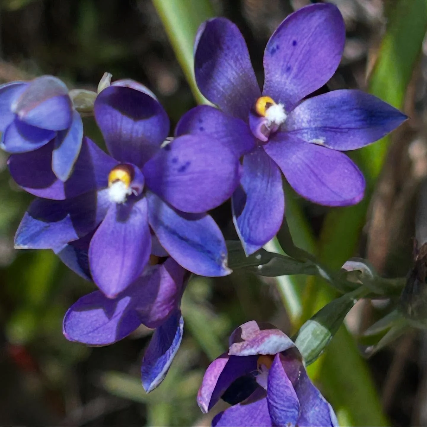 Orchid joy. We weren&rsquo;t the only ones who&rsquo;d come just to view the orchids. We met a mum and daughter with smiles on their faces and a grand-daughter who was encouraging her grandmother up the hill. We were beaming too.
#nzorchids
