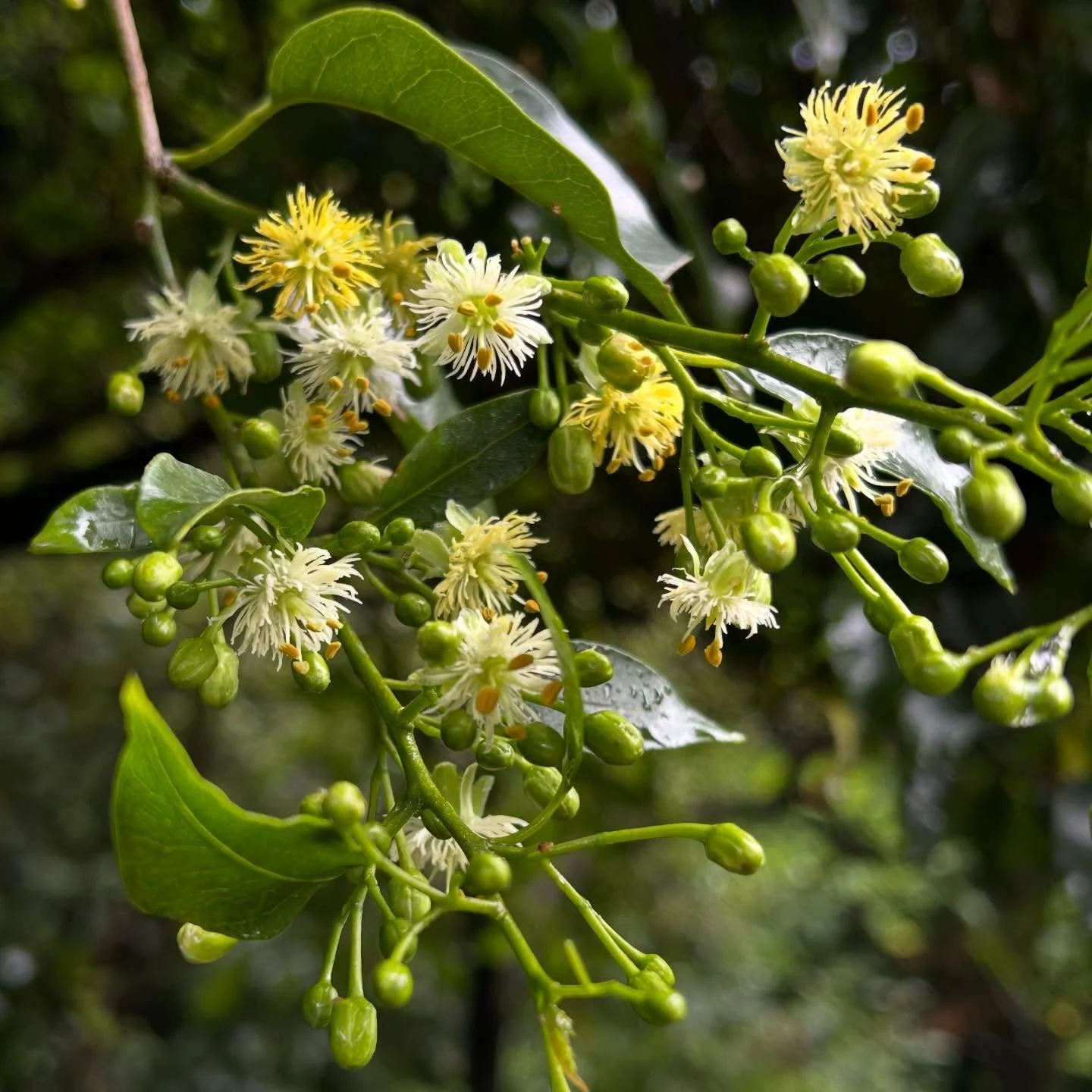 Wednesday&lsquo;s tramp was accompanied by wonderful wafts of kohia (NZ passion vine) scent. #nzflora