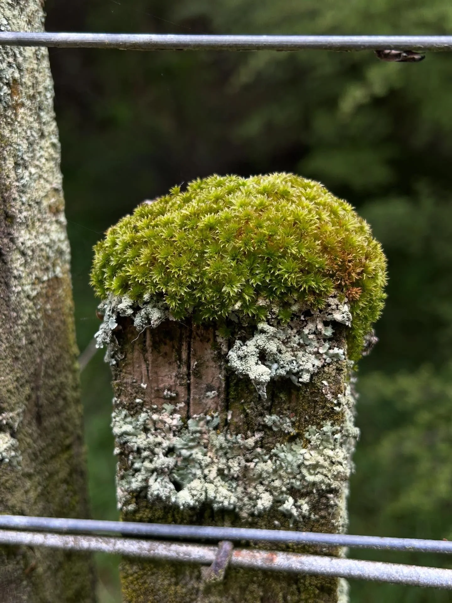 Moss hat 
# nzmoss #alwaysbenaturing
