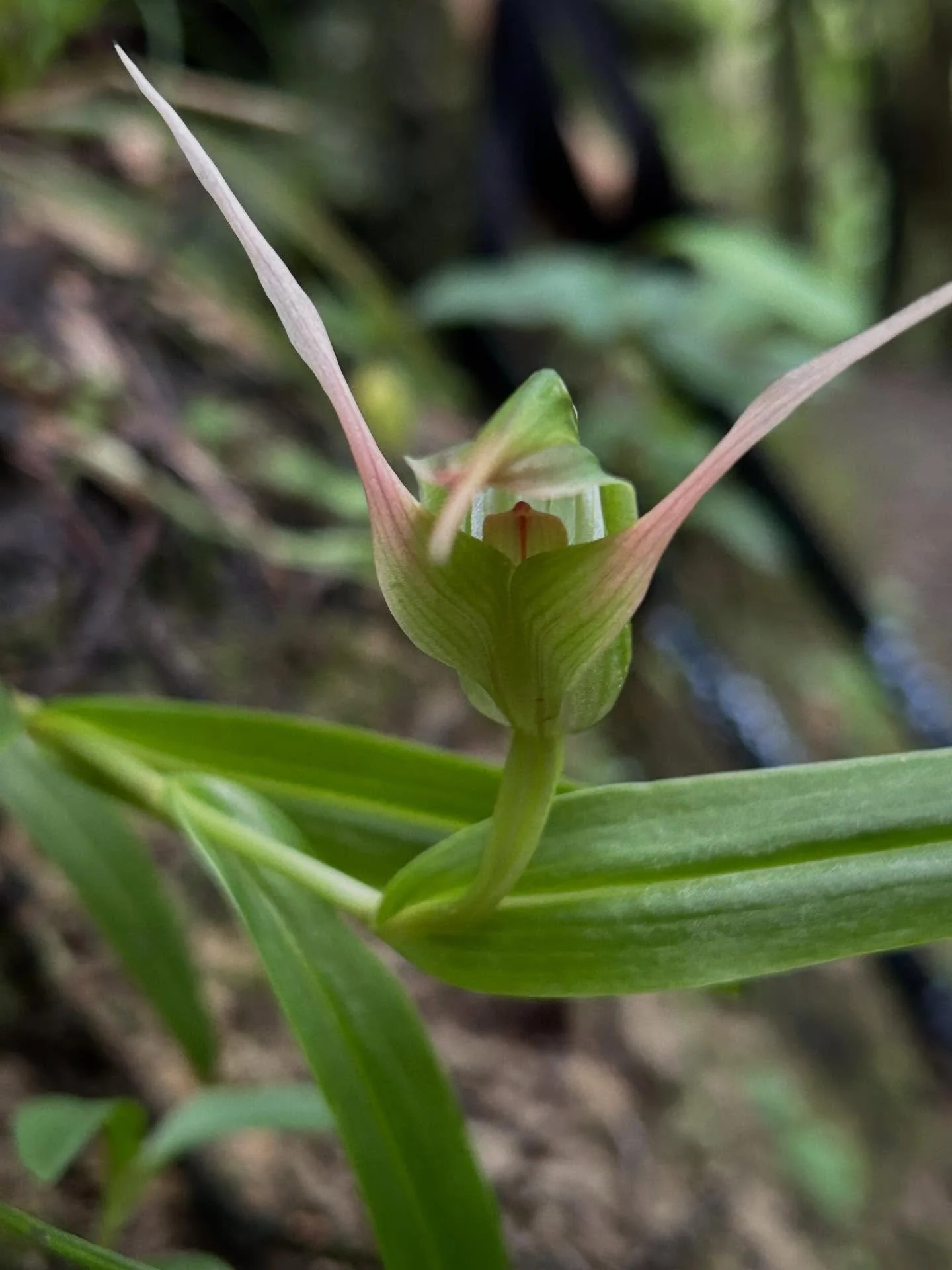 Spotted two different greenhood orchids yesterday which got me thinking about the diversity in the Pterostylis genus with over 30 species in Aotearoa. Not always easy to tell them apart. The first is tutukiwi P. Banksii, large flower, pink &lsquo;whi
