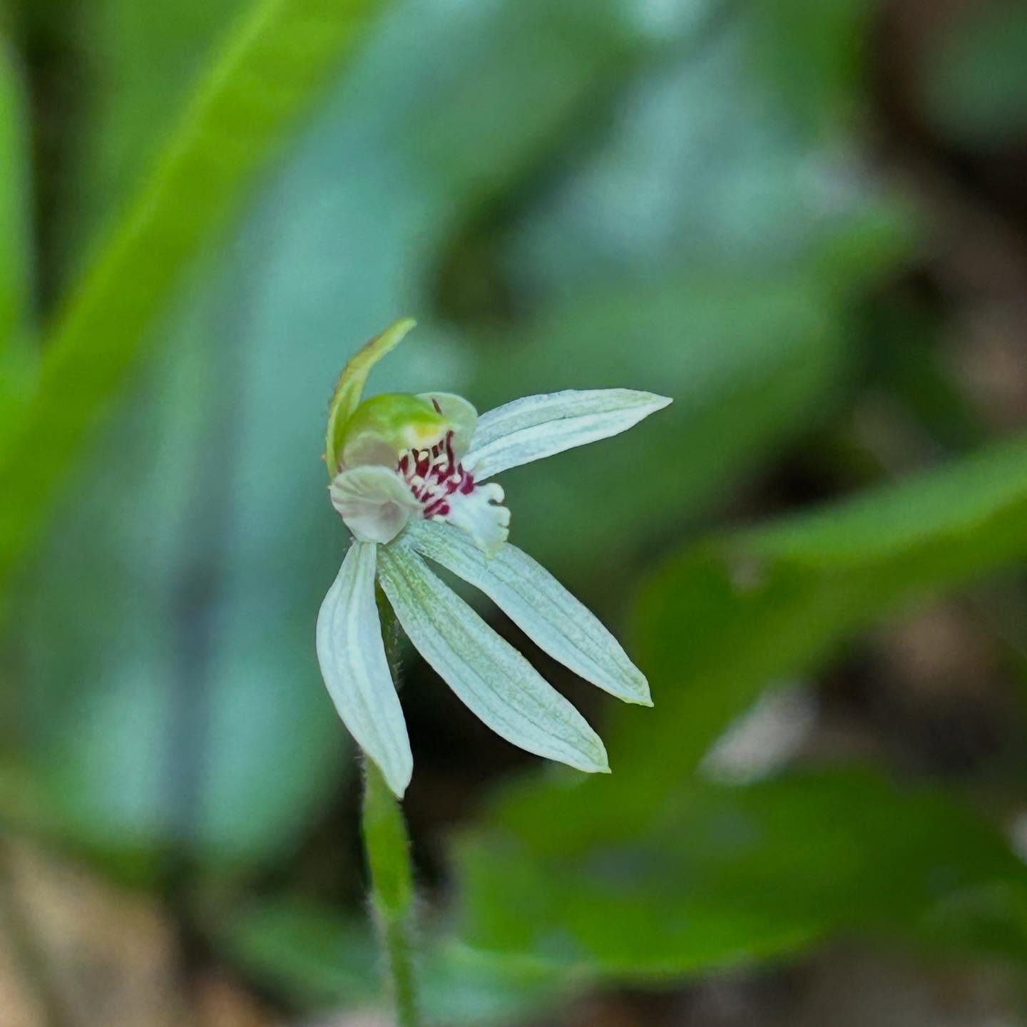 Tiny wonder #nzorchids #nzflora #caladeniachlorostyla #eastharbourregionalpark