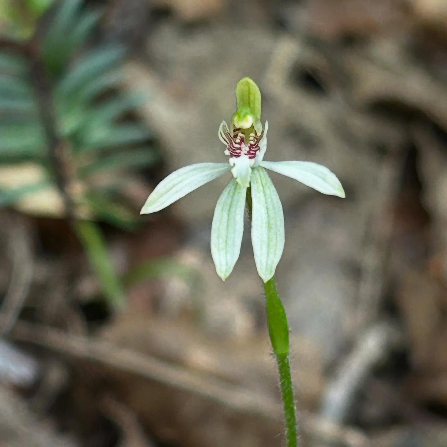 Tiny Caladenia chlorostyla. So hard to spot along the track - unless you sit down for lunch and discover you have orchid company! #nzorchids #alwaysbenaturing