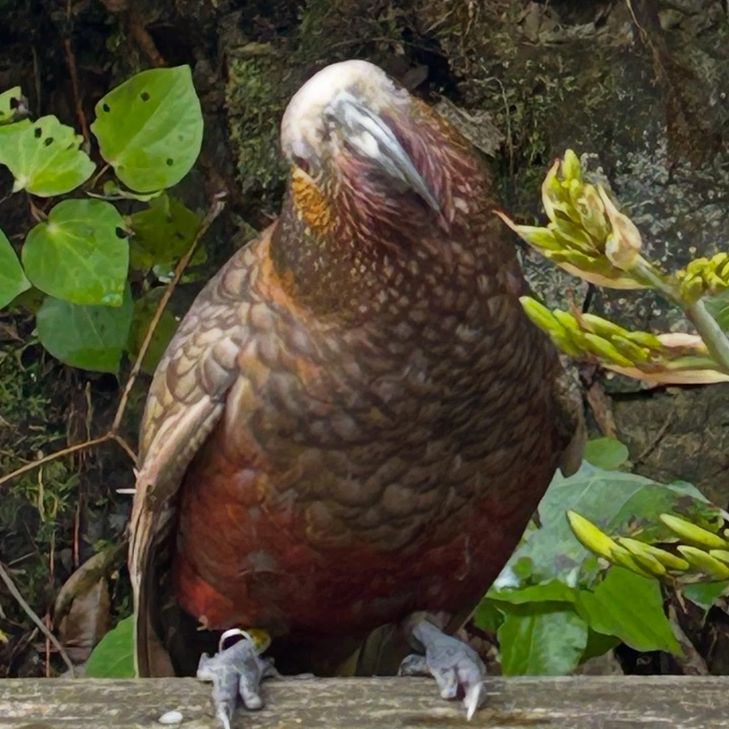 Curious kākā #kākā #nzbirds #zealandiaecosanctuary