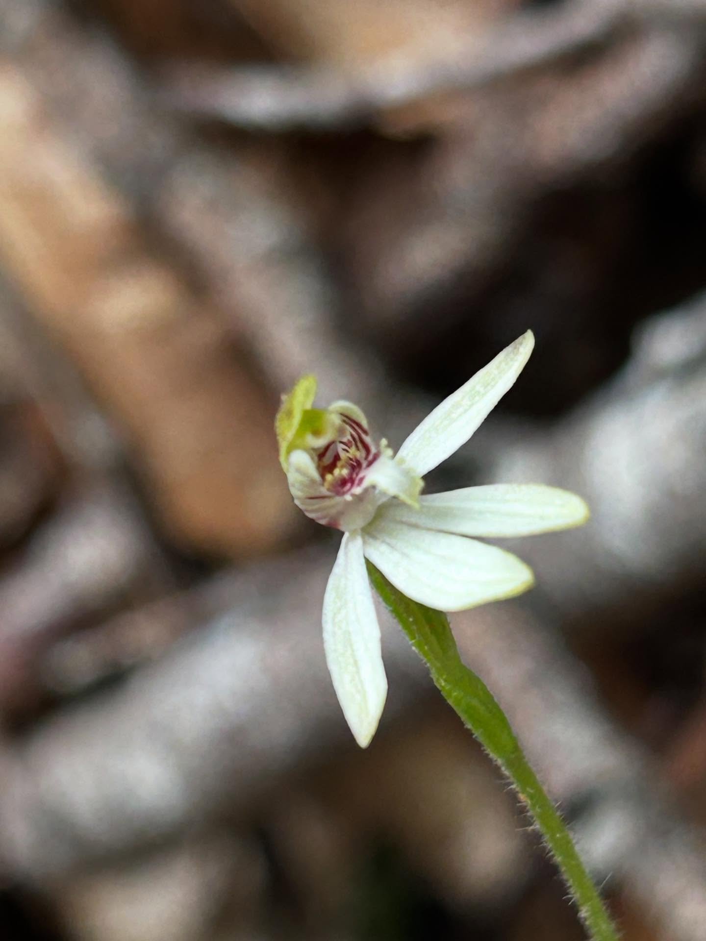 Barely 10 mm across these tiny orchids are hard to spot, but once we started looking we found 7 more nearby #caladeniachlorostyla #orongorongotrack #remutakaforestpark